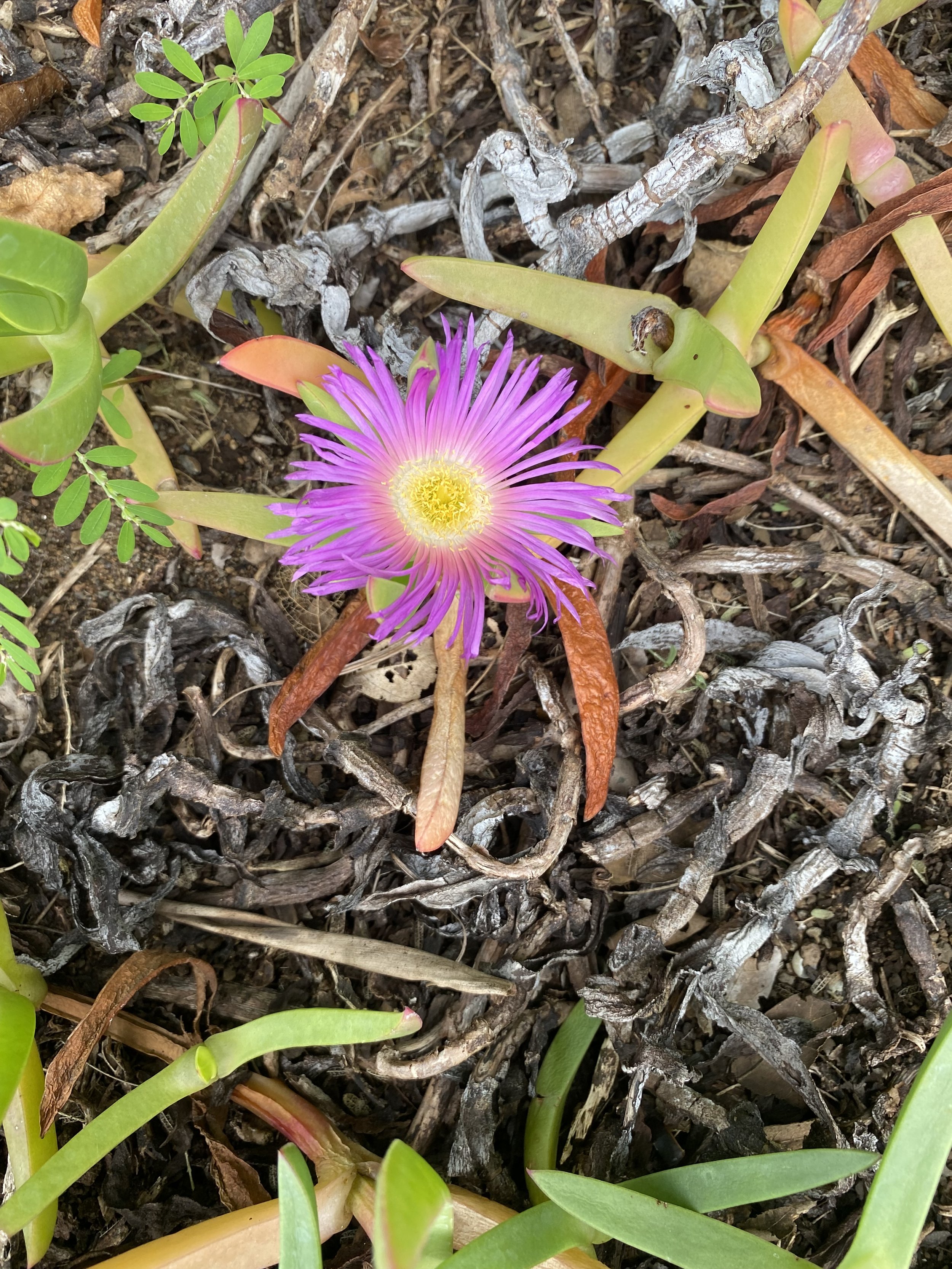 flower.jpg