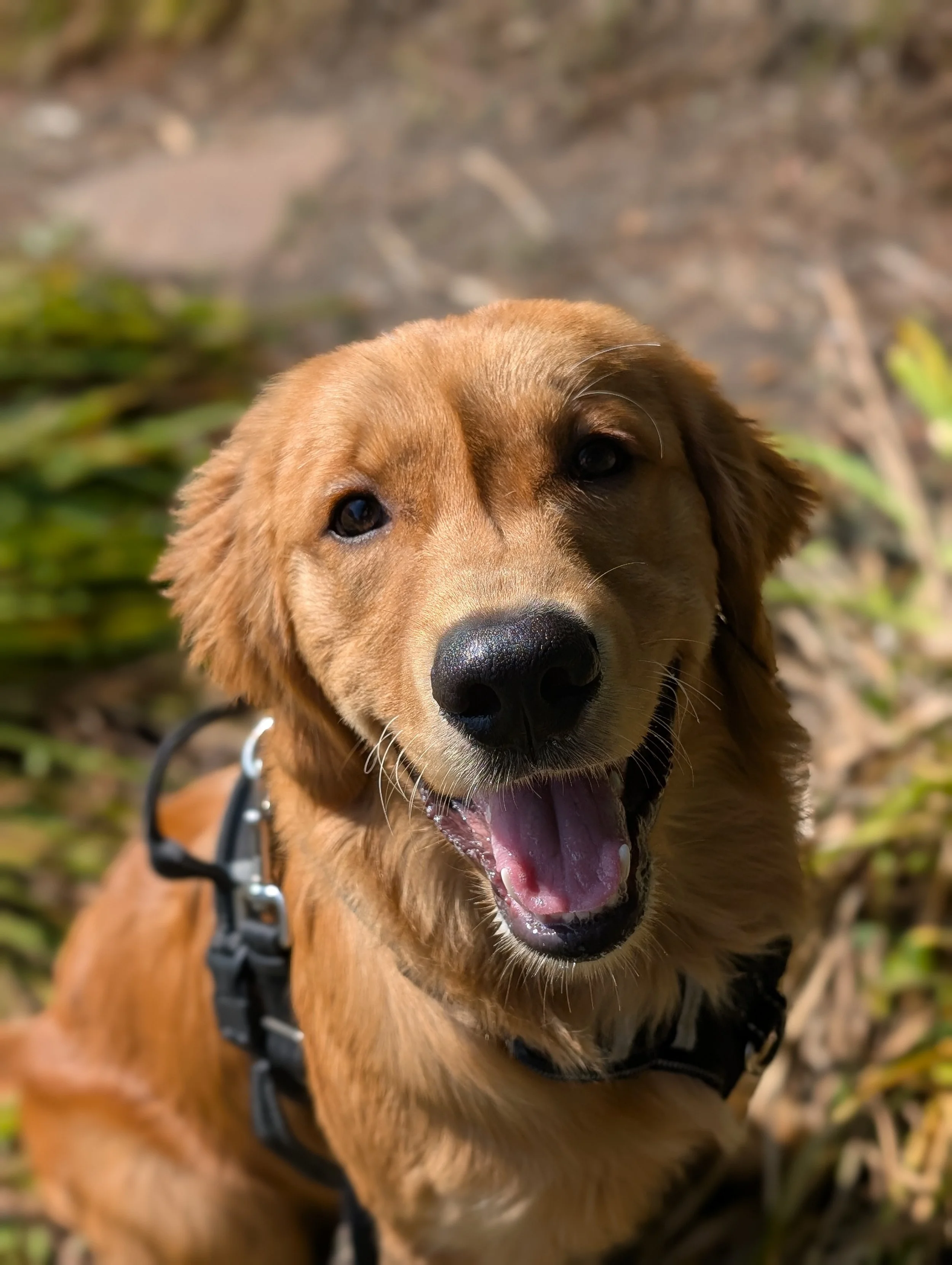 Close-up of a happy, golden retriever dog outdoors with a blurred natural background.