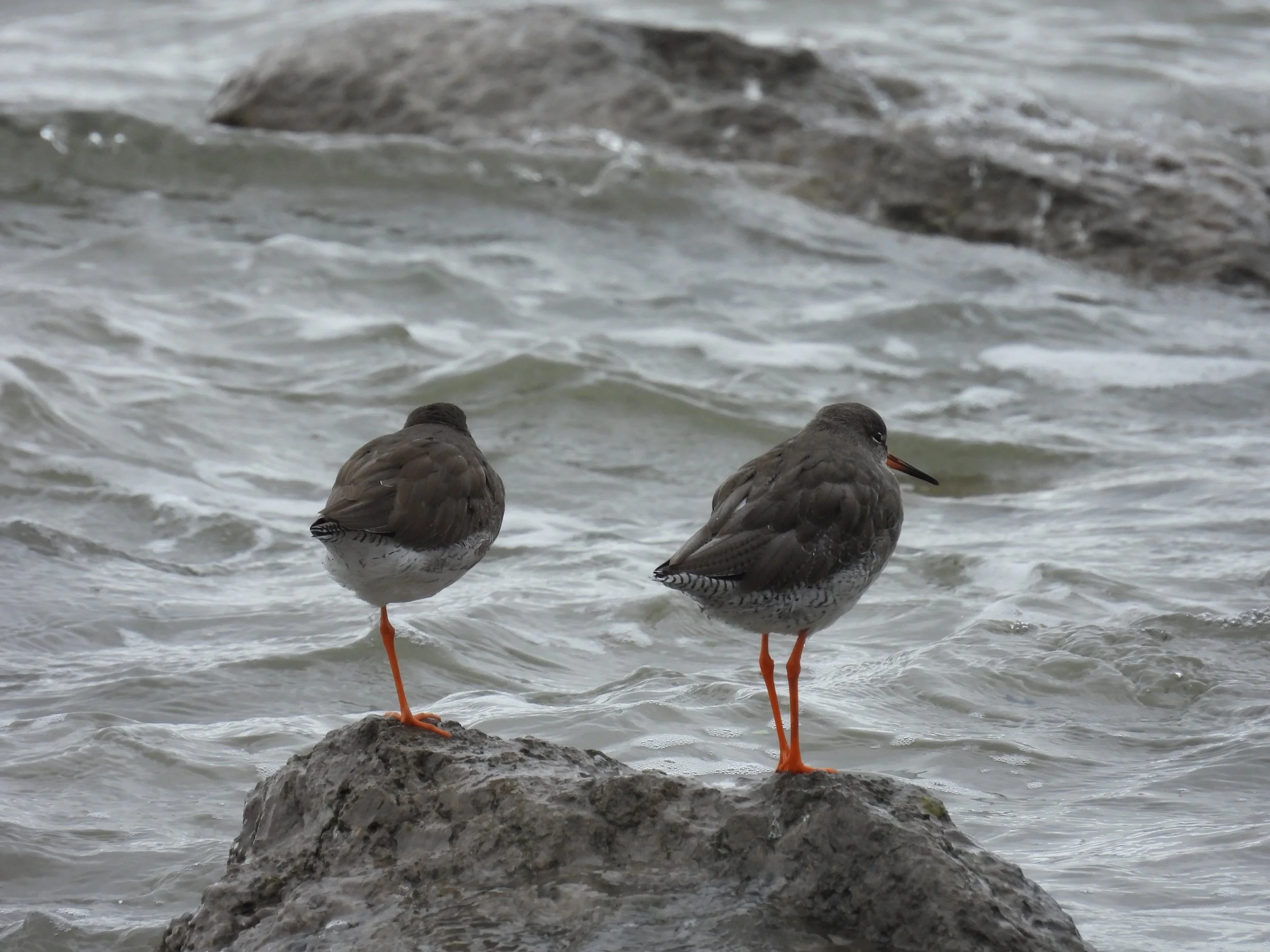 Two shorebirds with orange legs and brown-gray bodies standing on a rock in the water, one facing forward and the other facing away.