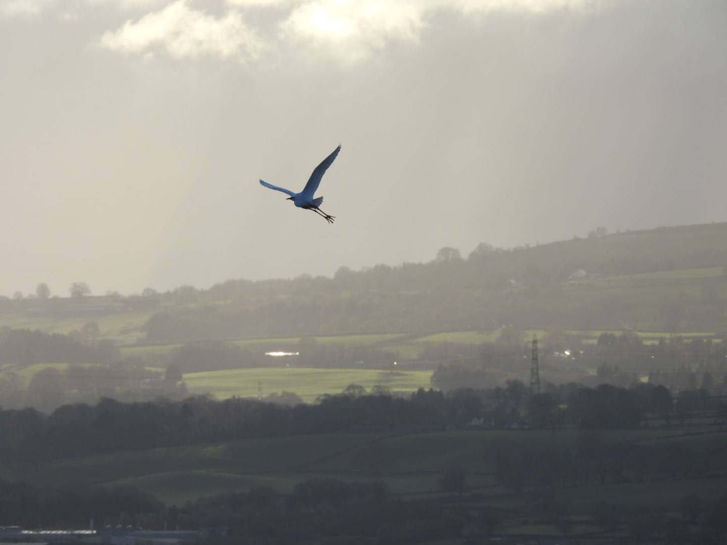 A bird flying with a fish in its beak over a landscape with hills, trees, and a cloudy sky.