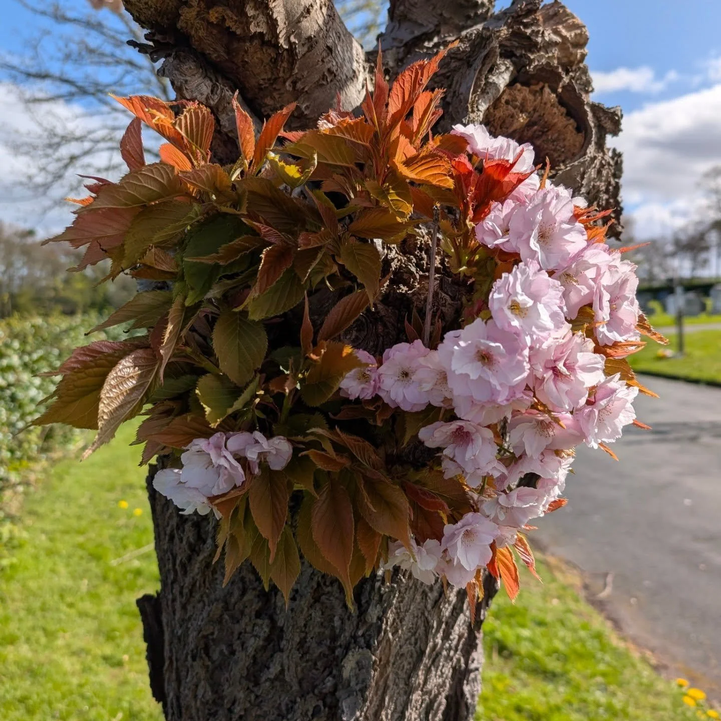➡️ Sunday vibes/ beautiful things I've noticed this Easter holiday in the great British outdoors.

Sadly one of my favourite trees came down after Storm Dave. It had been dead for a long while but had new life in its crevices and nooks. 

The colours