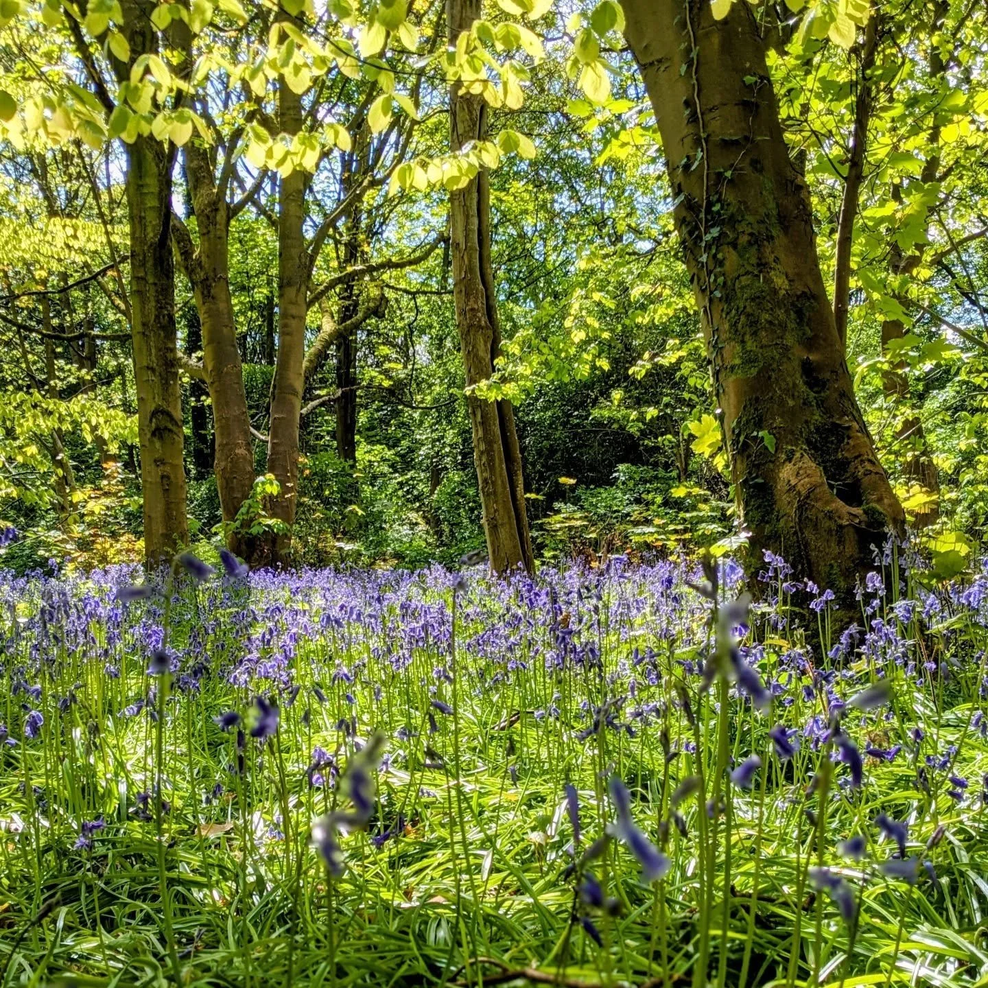 ➡️ Bluebell season brings a timeless magic to our landscape. 

When we come across these drooping, thin-stemmed, scented plants we know we are looking at the English native species.

The UK holds just under half the world's total bluebell population.