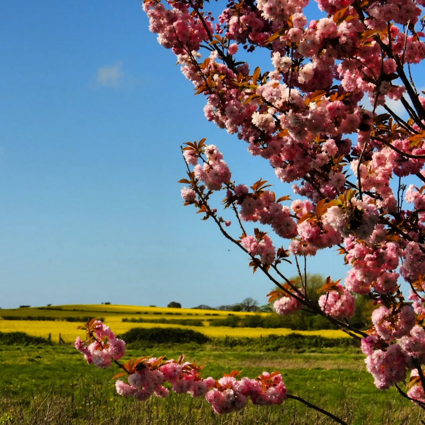 ➡️ Cherry blossom draped over citrus bright fields. In the distance, a buzzard waits. 

April is most definitely my new favourite month 🩷💛💚🤎