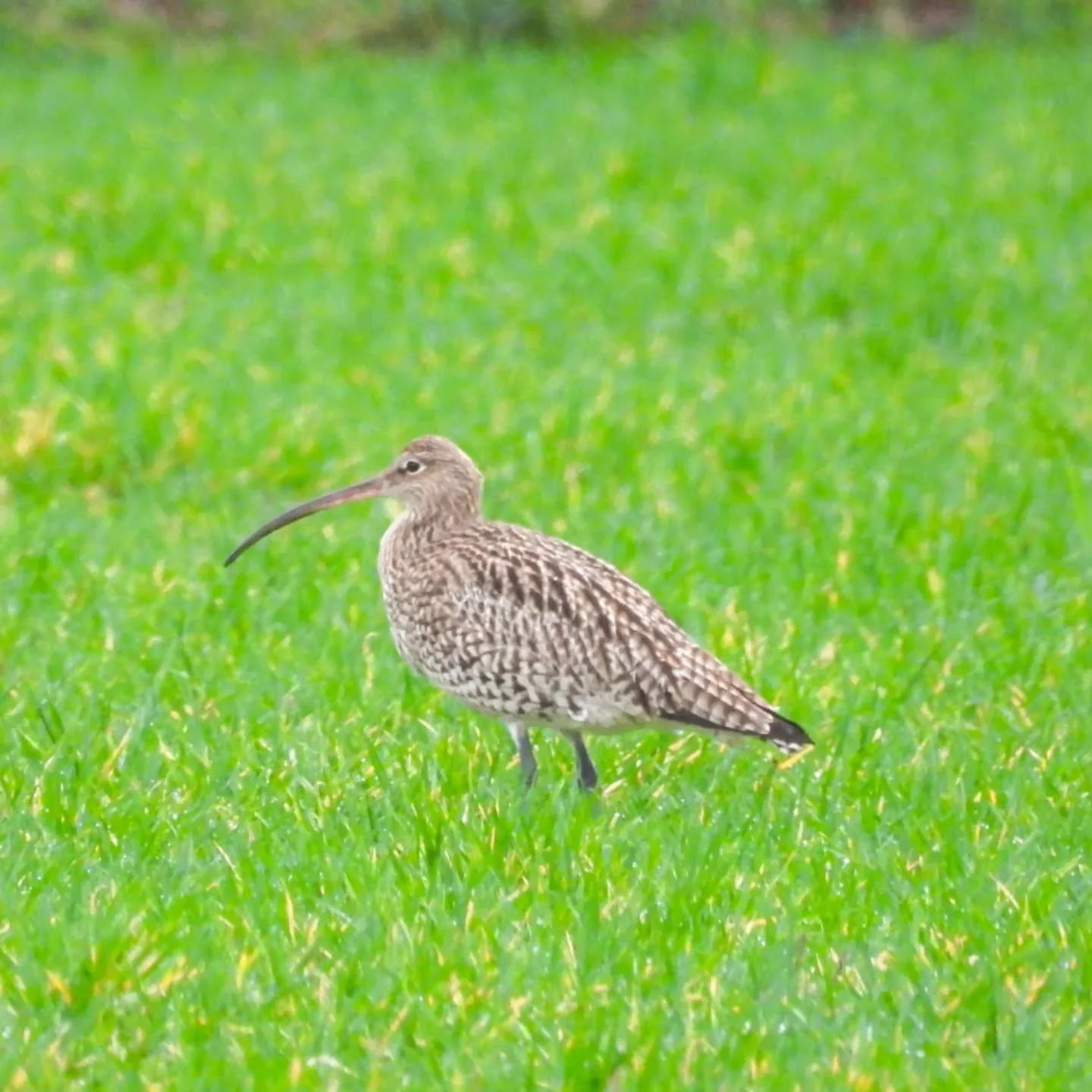 ➡️ It's World Curlew Day 2026 and I'm already missing the call of our local Curlews from the shores of the Dee Estuary.

Curlews are red-listed endangered birds. Today we need to raise awareness to help their plight.

They migrate upland and inland t