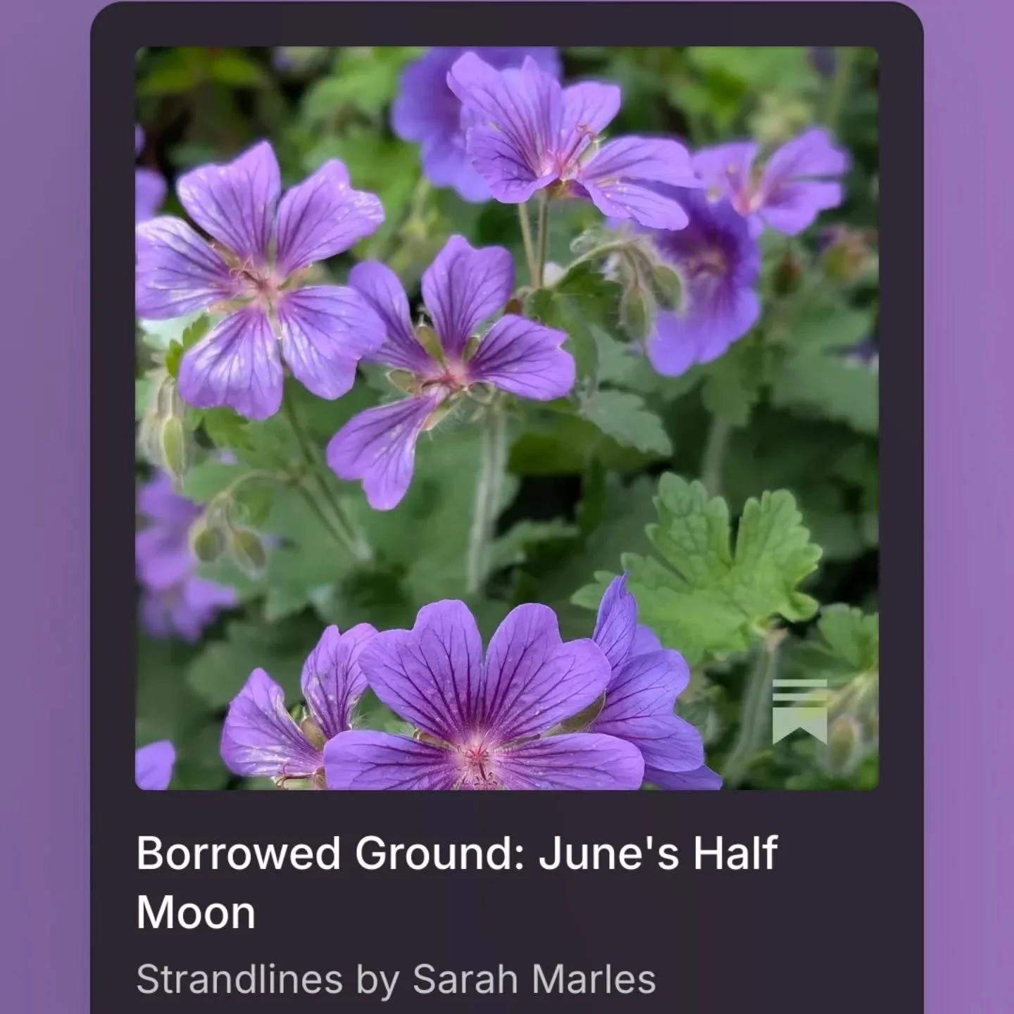 ➡️ Borrowed Ground: June's 1st half moon Strandlines has just arrived in your inbox.

Recently, I've found myself drawn into my rented garden. A space I'll never own and could be moved on from at any time.

It's full of bees, roses and mock orange an