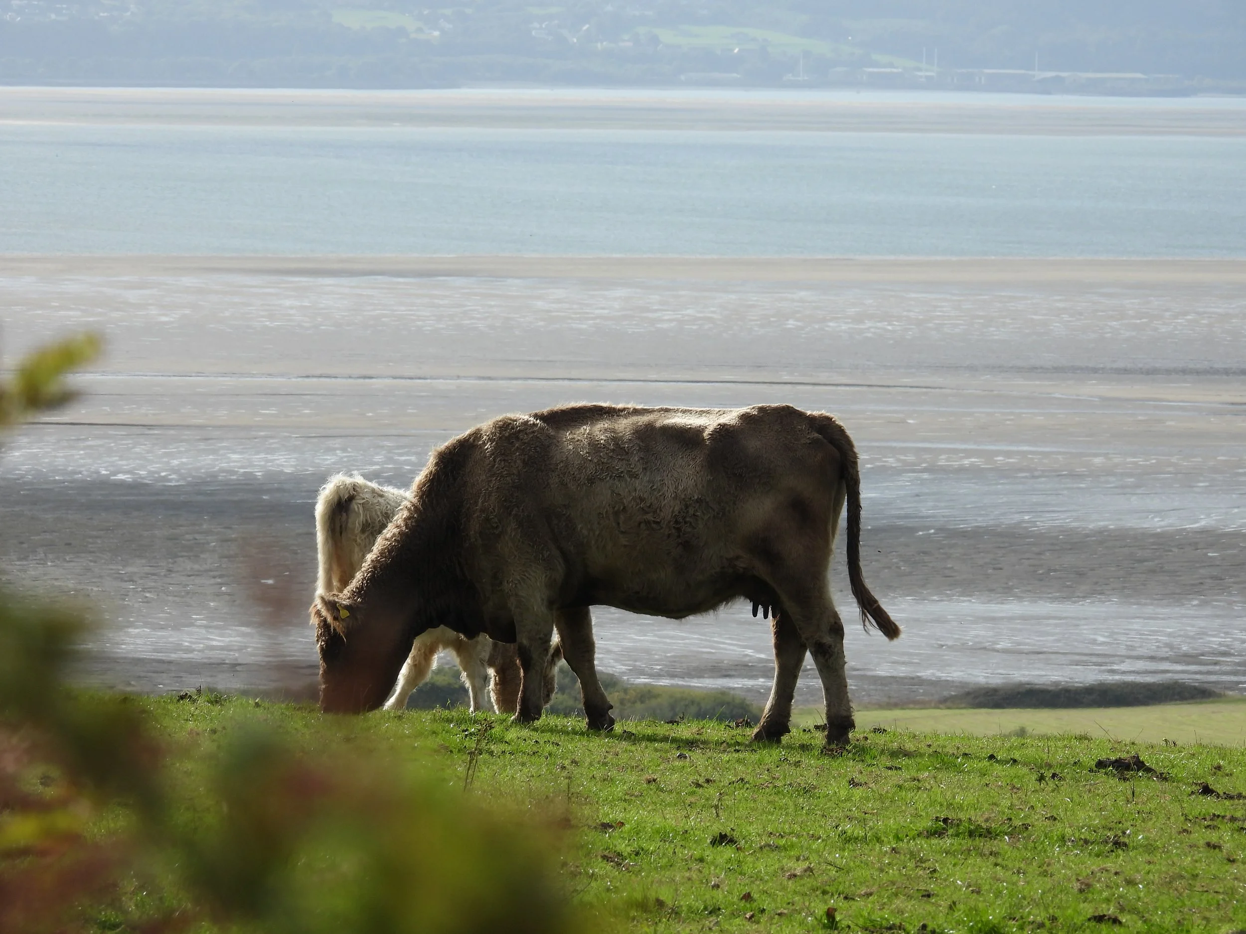 Two cows grazing on a grassy field near a lake, with salt flats and water in the background.