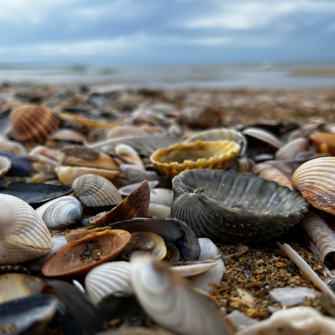 Close-up of seashells scattered on a beach with the ocean and cloudy sky in the background.