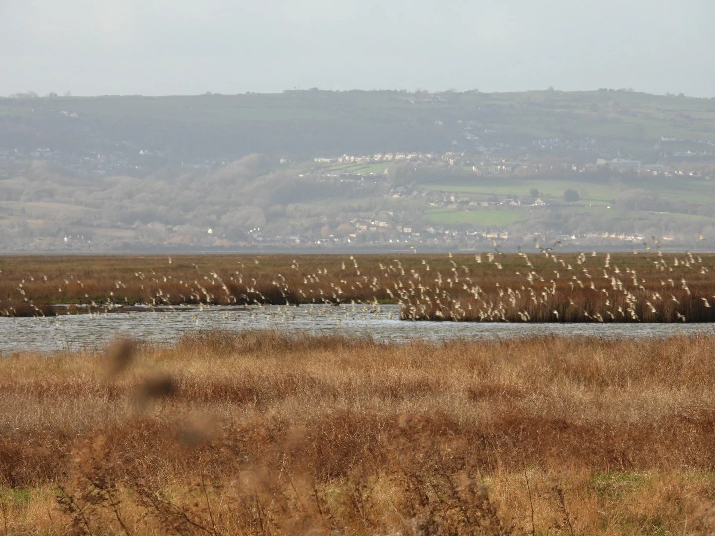 Wetland with tall grasses, water, and a flock of birds flying over the water, with rolling hills and houses in the background.