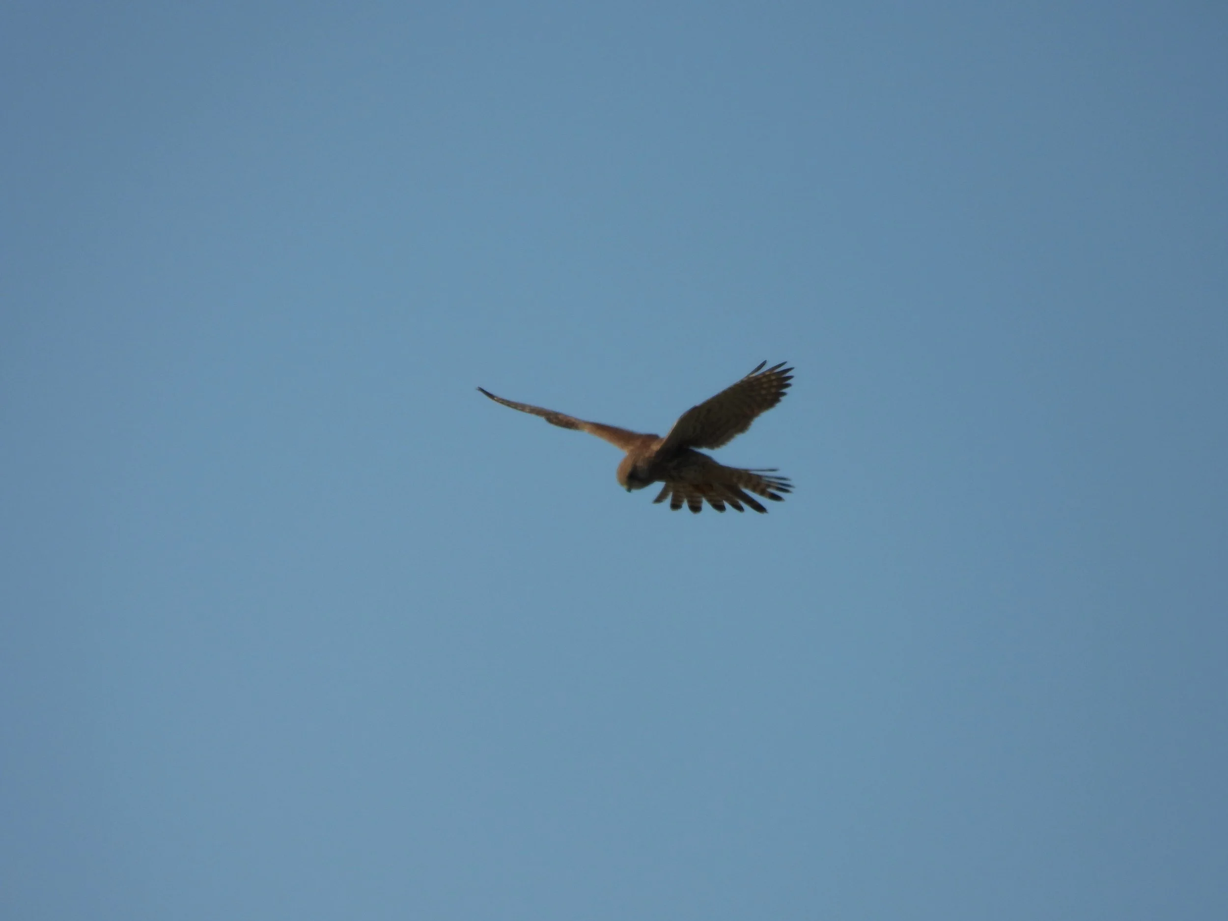 A bird of prey soaring in a clear blue sky with its wings spread wide.