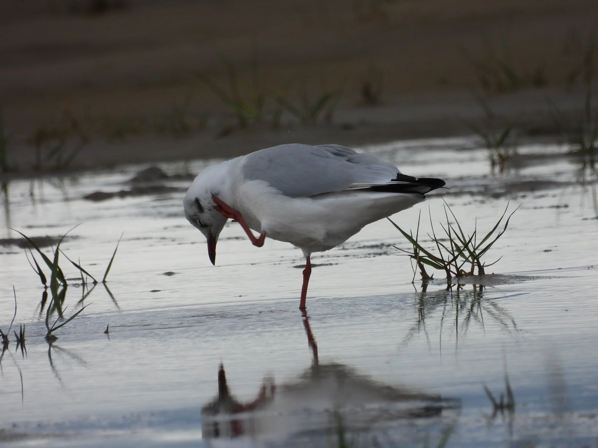 A seagull standing in shallow water with one leg raised, surrounded by grass and reflections on the water's surface.