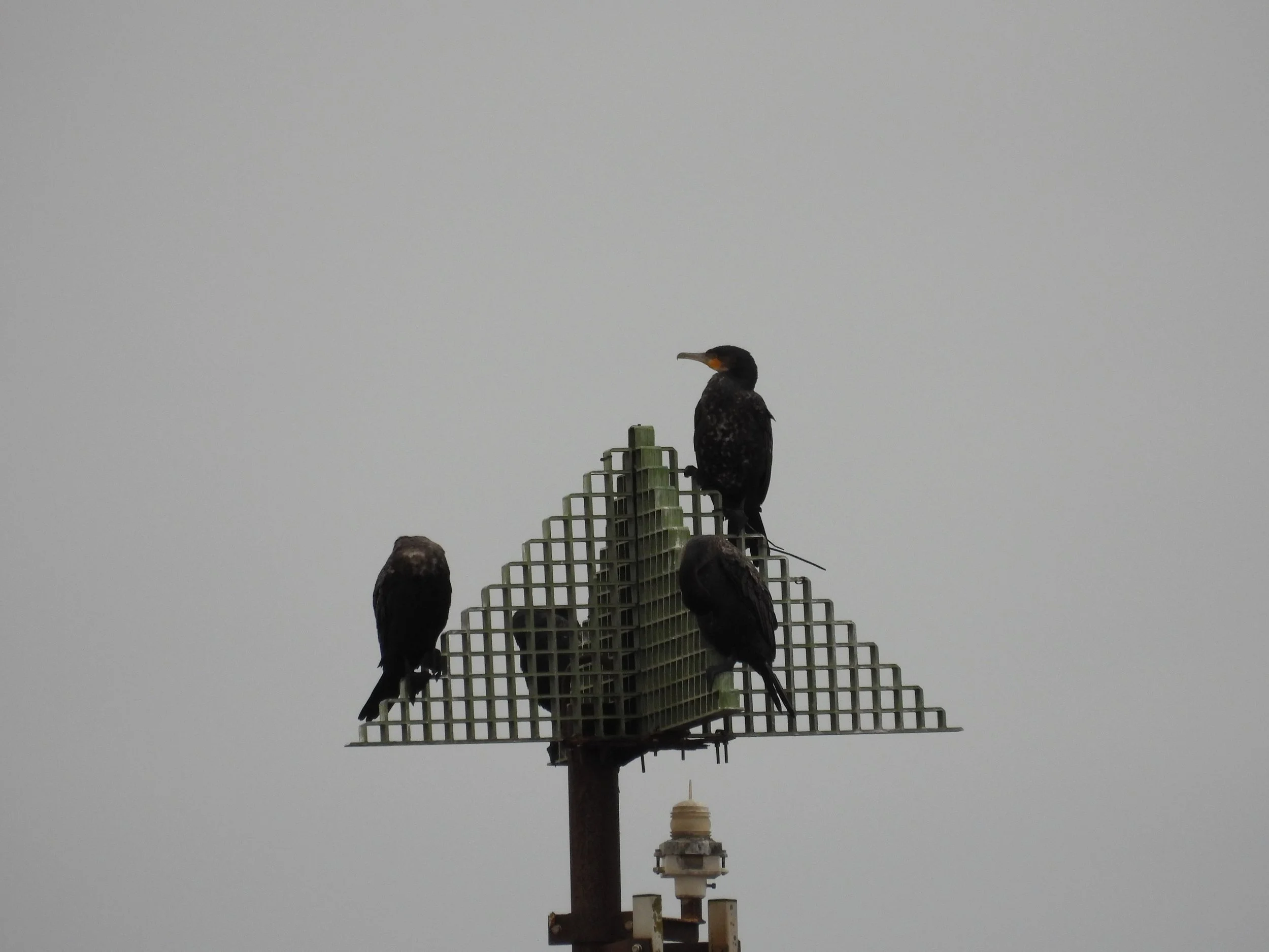 Three cormorant birds perched on a man-made birdhouse mounted on a pole against a gray sky.