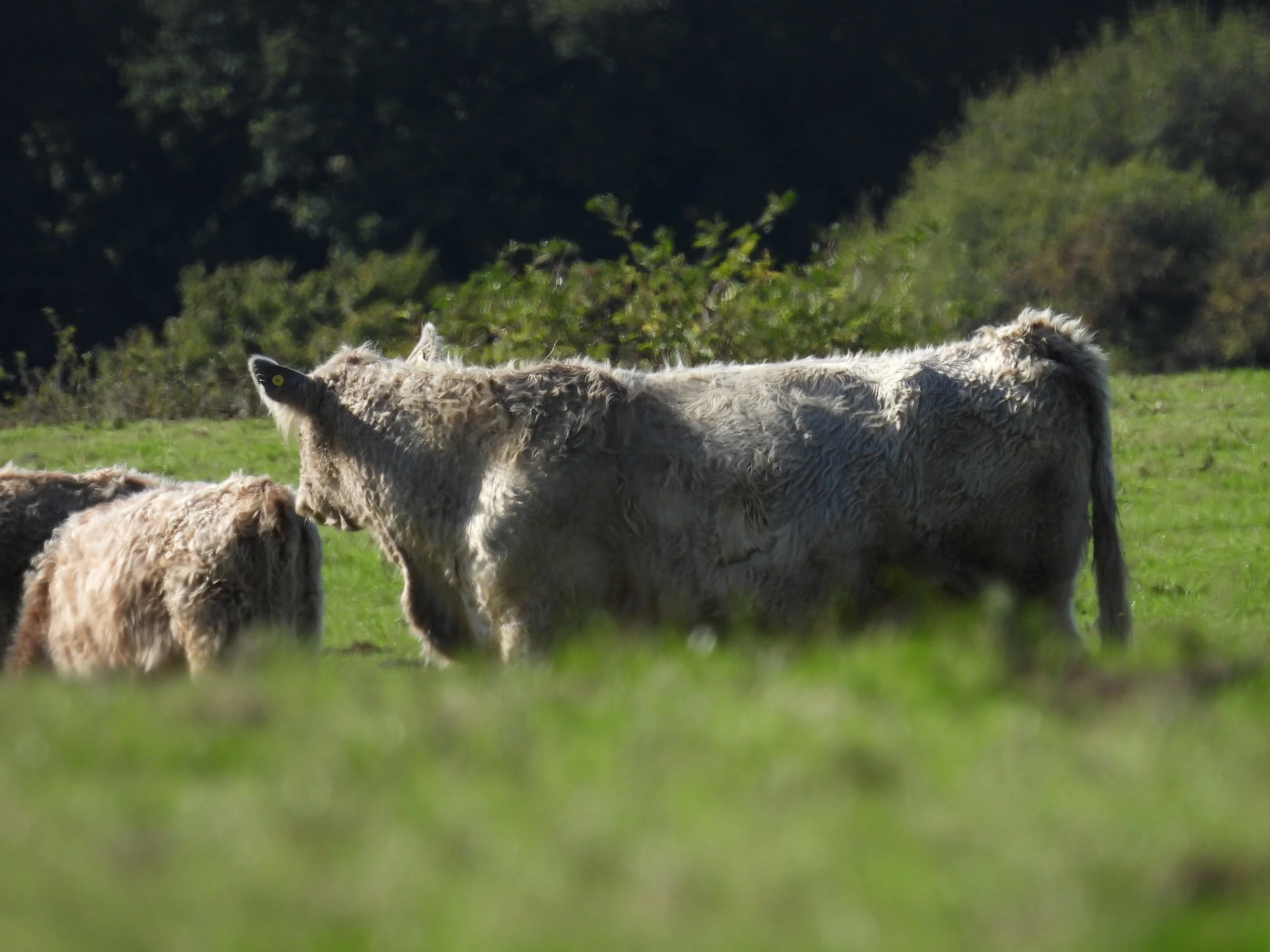 A herd of highland cows grazing on a green field with trees in the background.