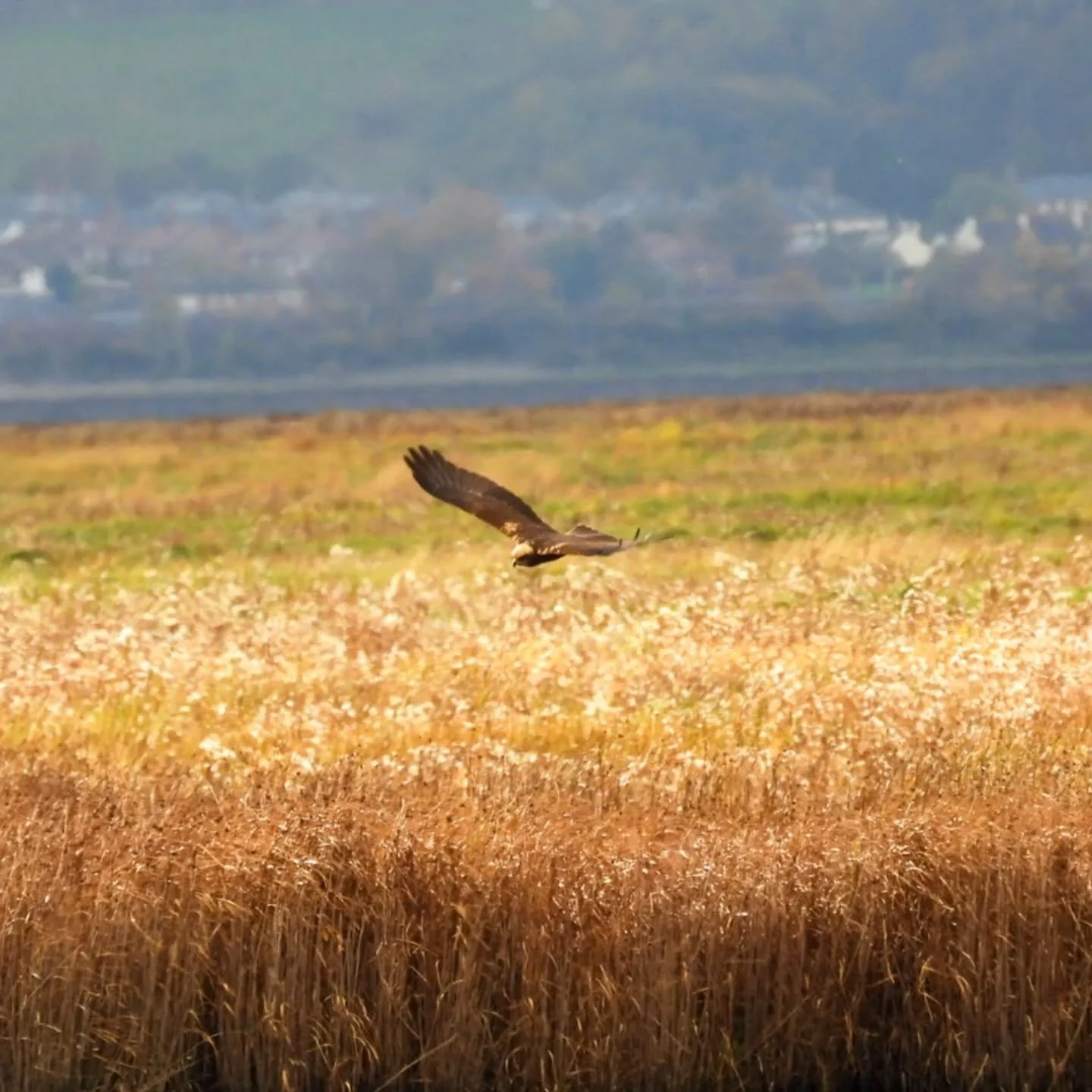 MARSH HARRIER.jfif