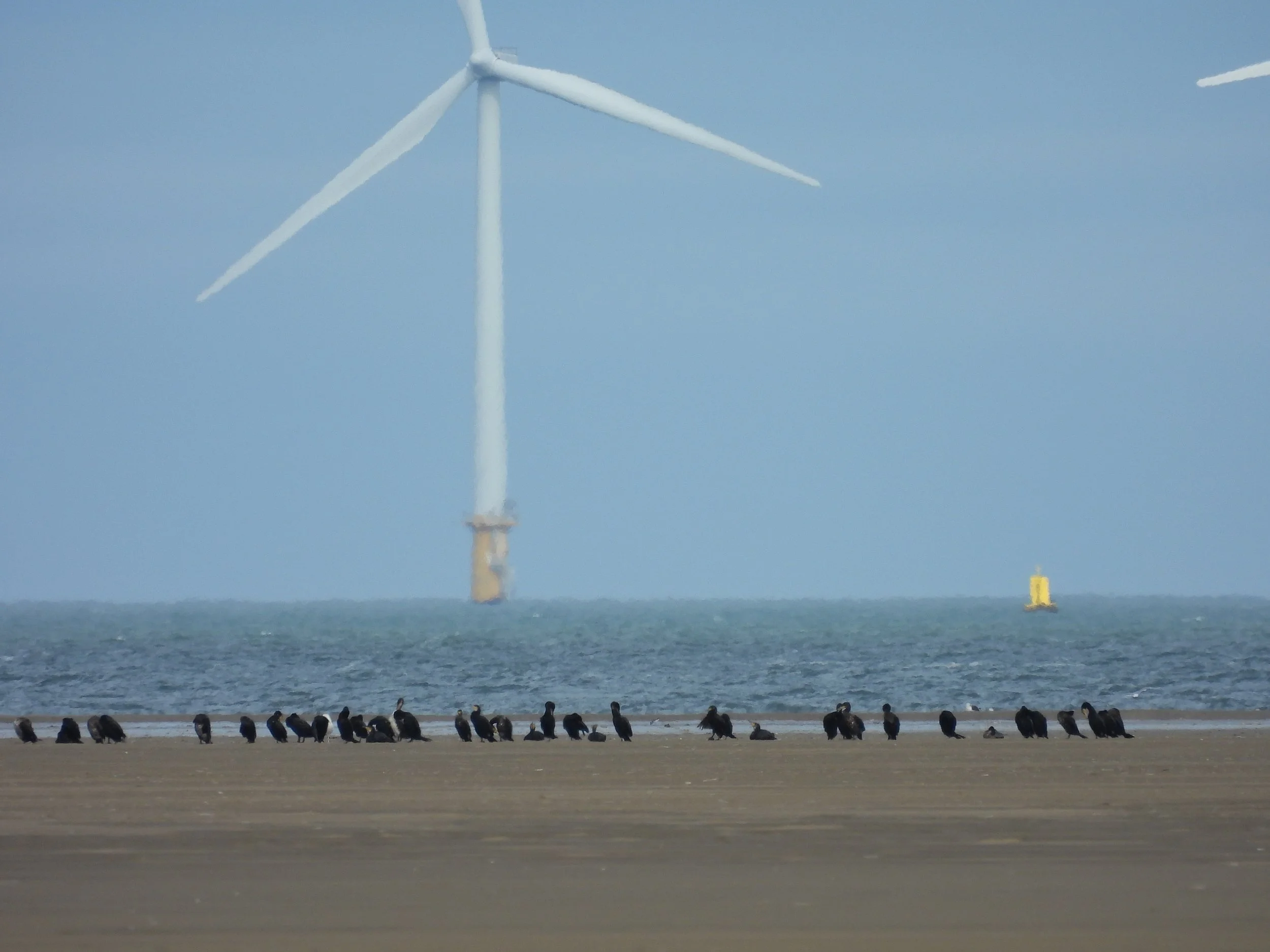 Birds on a sandy beach with ocean waves, with wind turbines and yellow boats in the background under a blue sky.