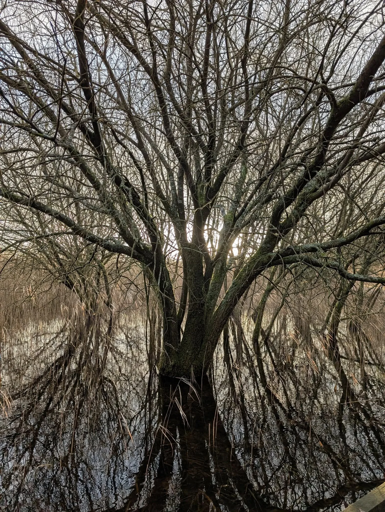 Deciduous tree with bare branches in a wetland area, reflected in the water.