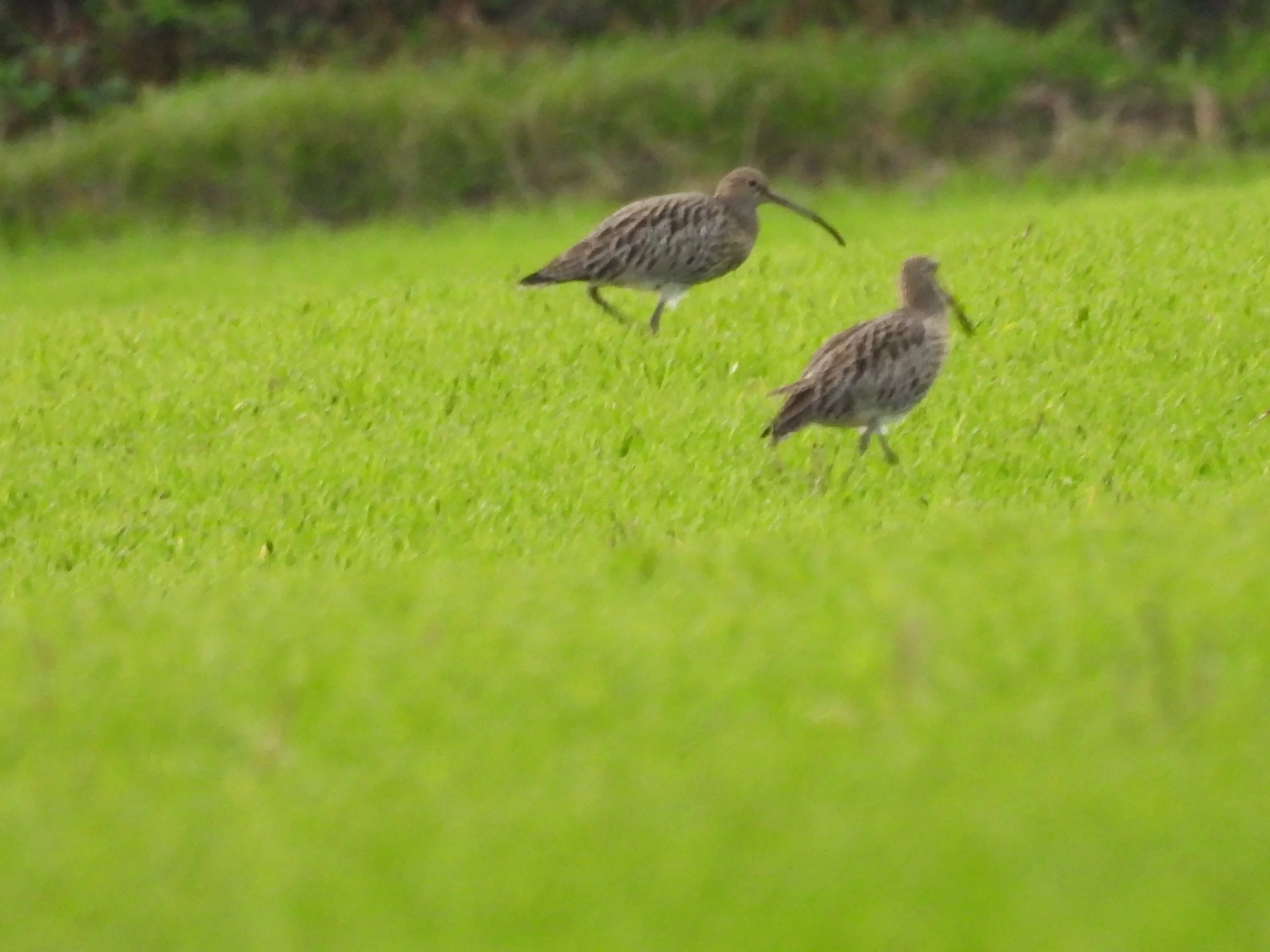 Two shorebirds with long, curved beaks walk on a grassy field.