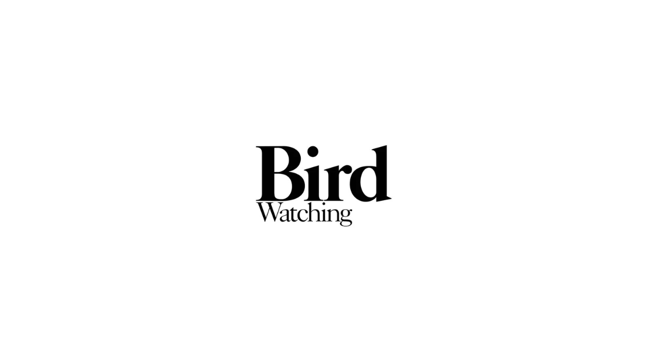 Text reading "Bird Watching" on a white background.