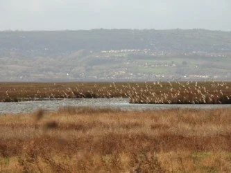 A body of water with land and hills in the background, and a marshy area in the foreground.
