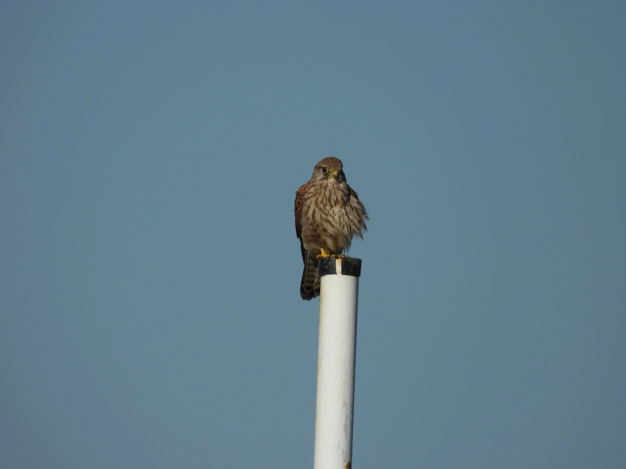 A bird of prey, likely a kestrel, perched on top of a white pole against a pale blue sky background.