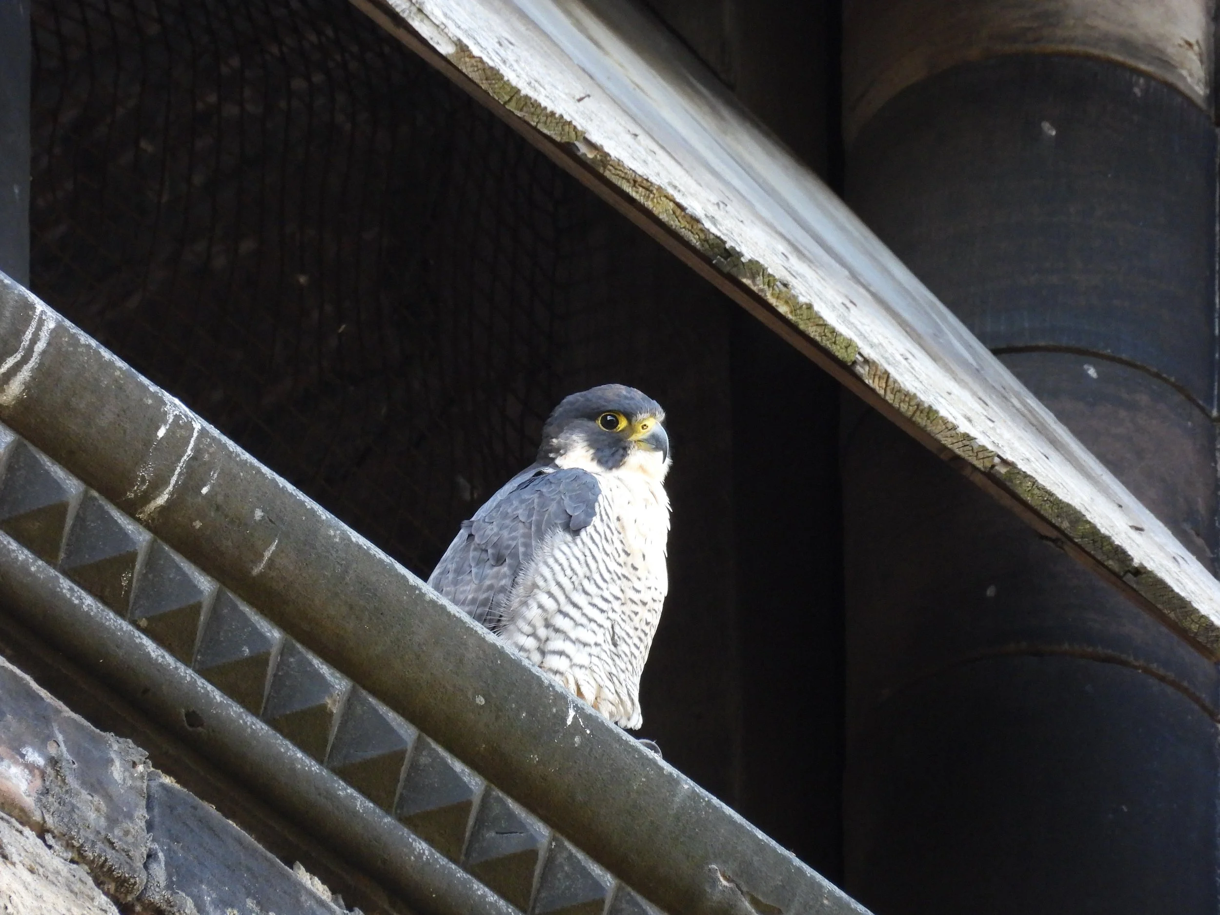 A peregrine falcon perched on a metal ledge, with an industrial background of pipes and wooden plank overhead.