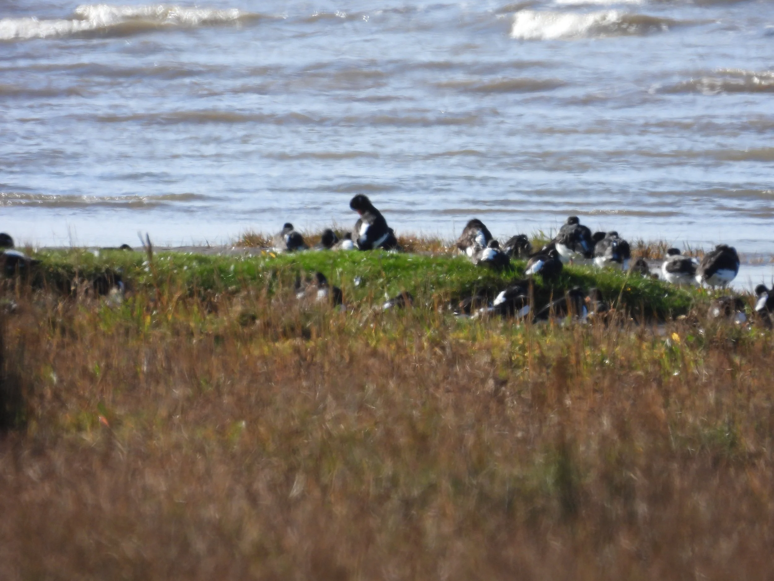 A group of black and white birds on a grassy shoreline near water.
