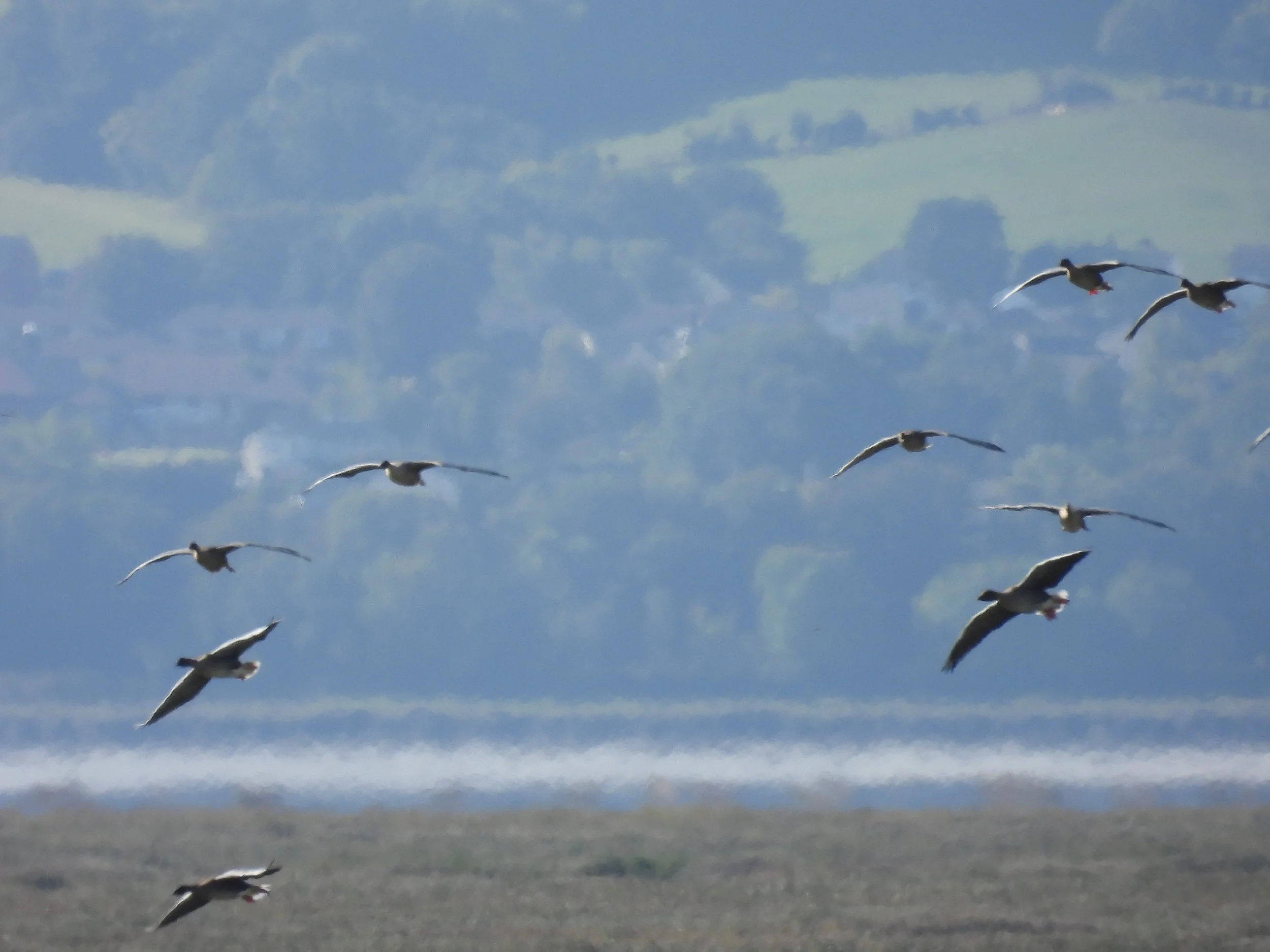 A group of birds flying across the sky over a grassy landscape with distant trees and rolling hills in the background.