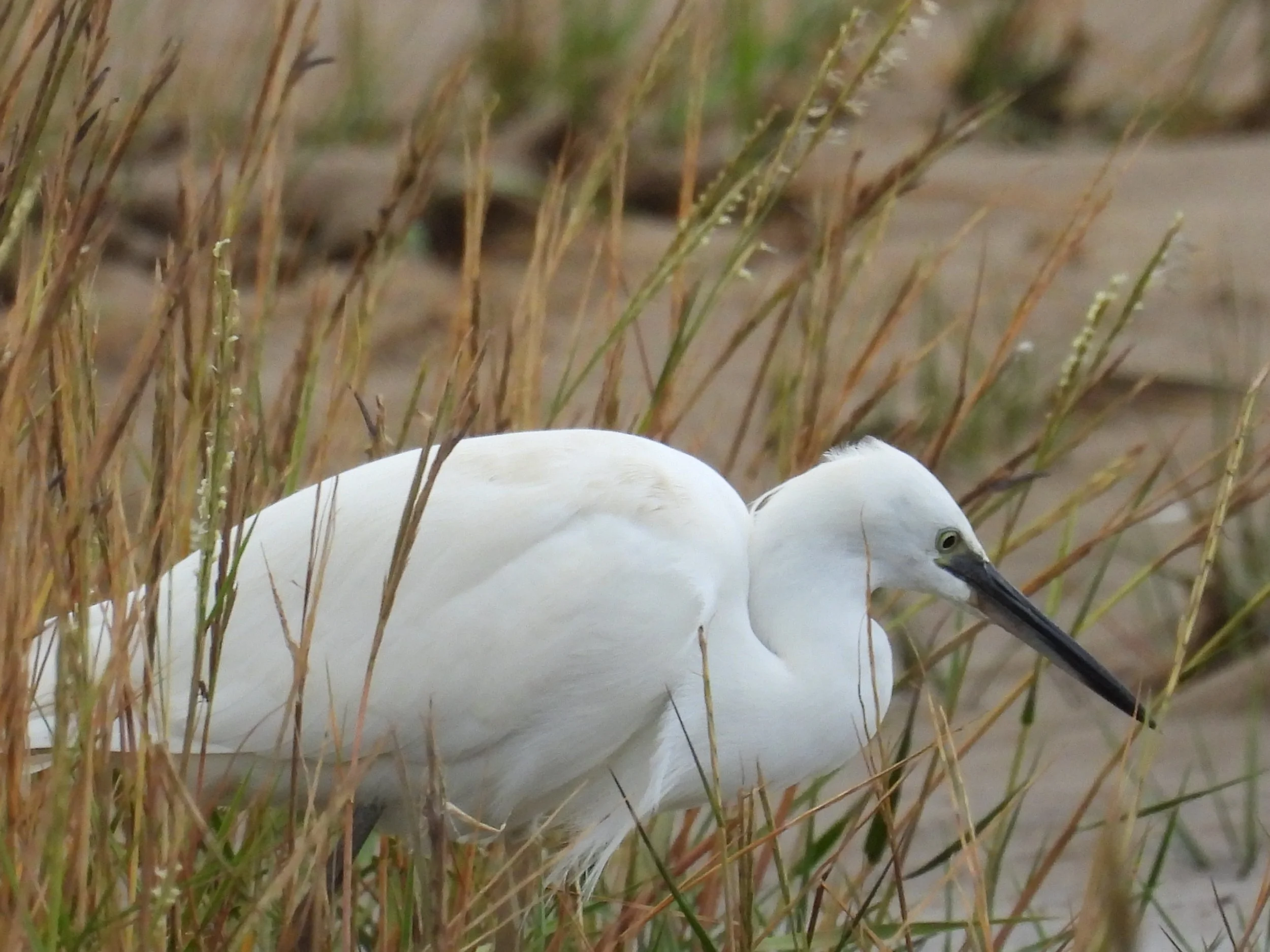A white egret standing among tall grasses on a sandy beach.