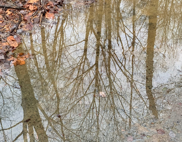 Reflections in Puddles