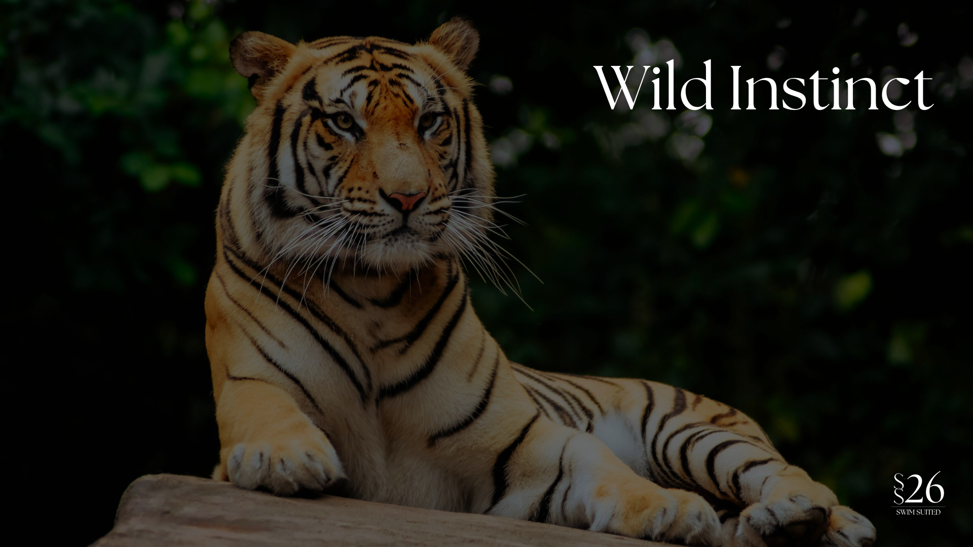 Find out more about our new Wild Instinct Collection