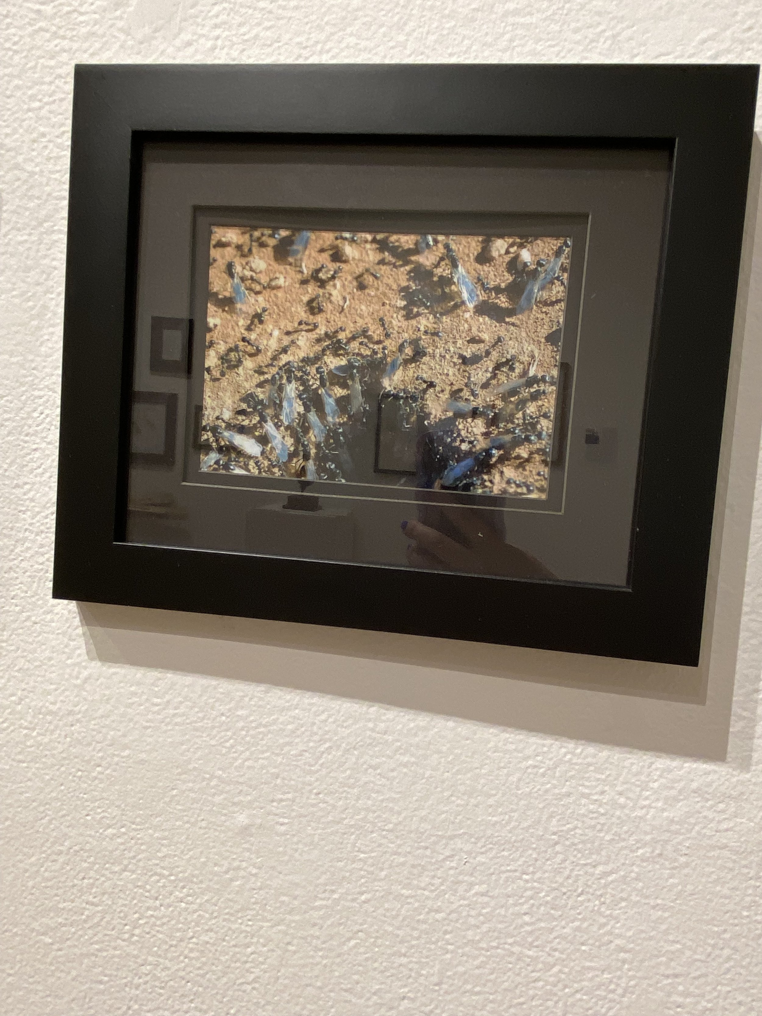 IMG_5350.jpeg