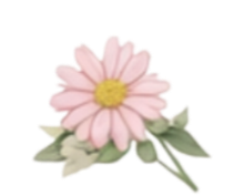 Pink daisy flower with green leaves