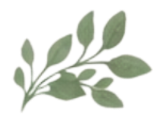 Illustration of green leaves and branches