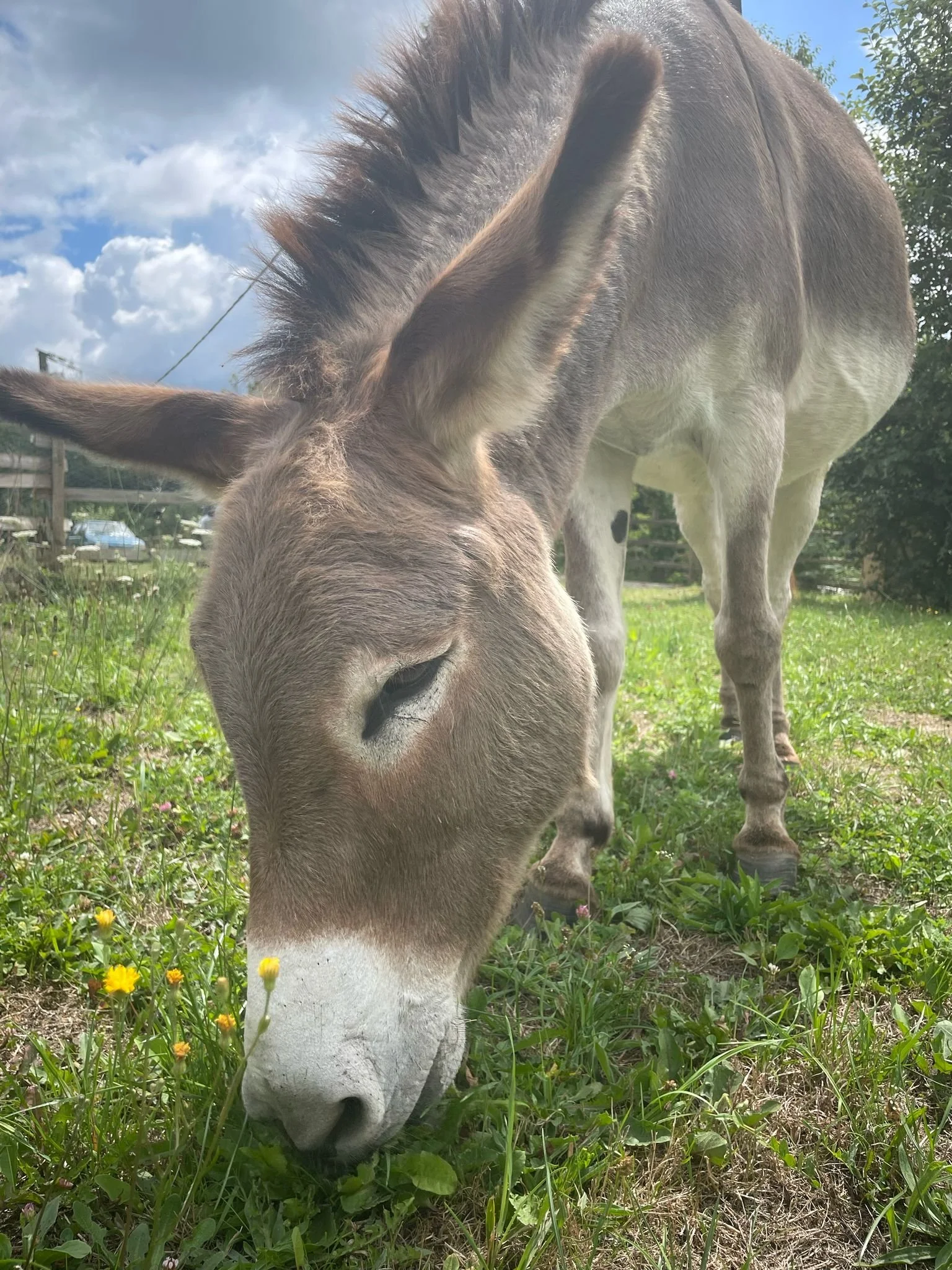 A donkey grazing on grass and small yellow flowers in a field with a cloudy sky in the background.