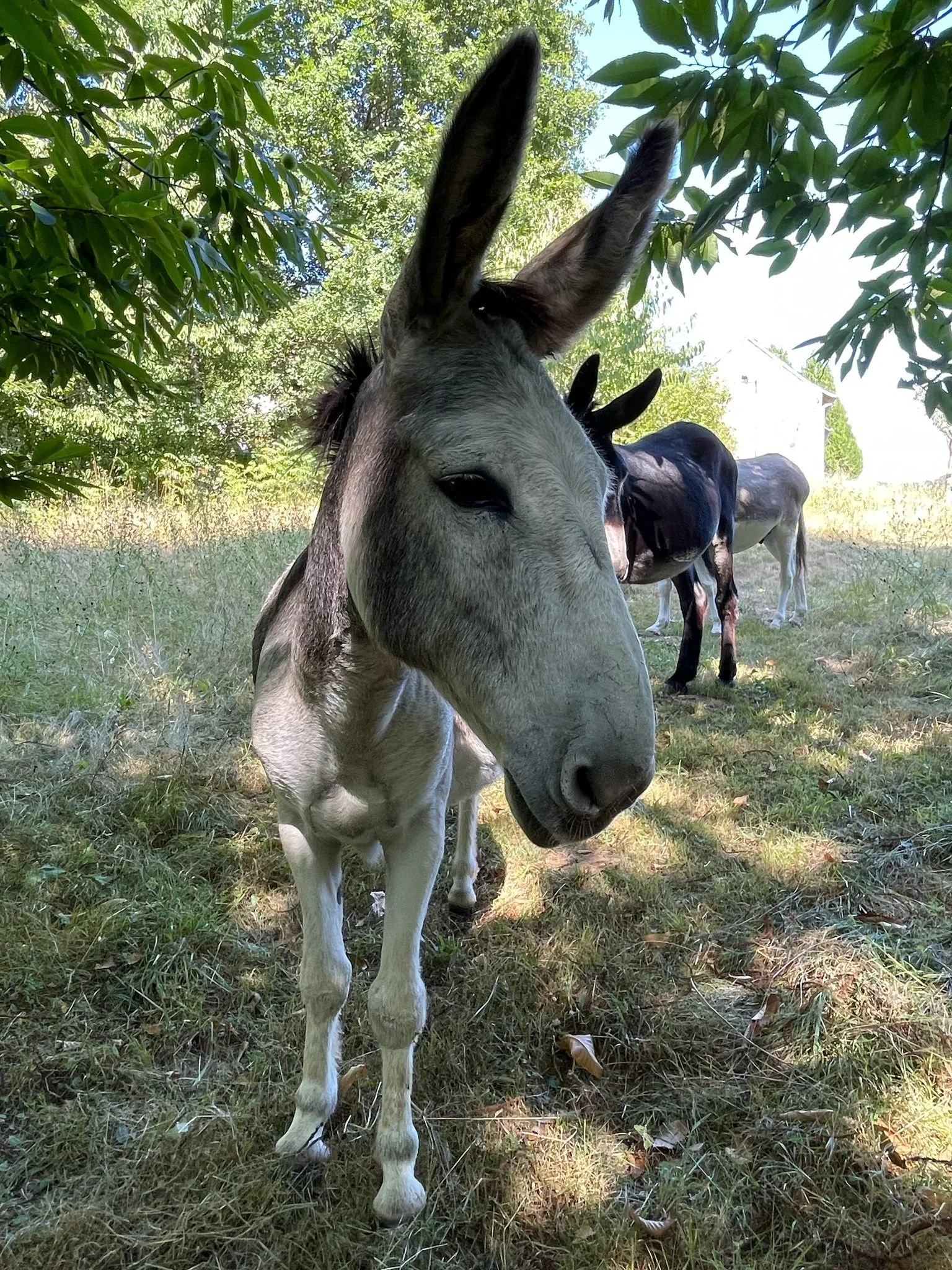 🌿 Rural French Wilderness & Gentle Retreat