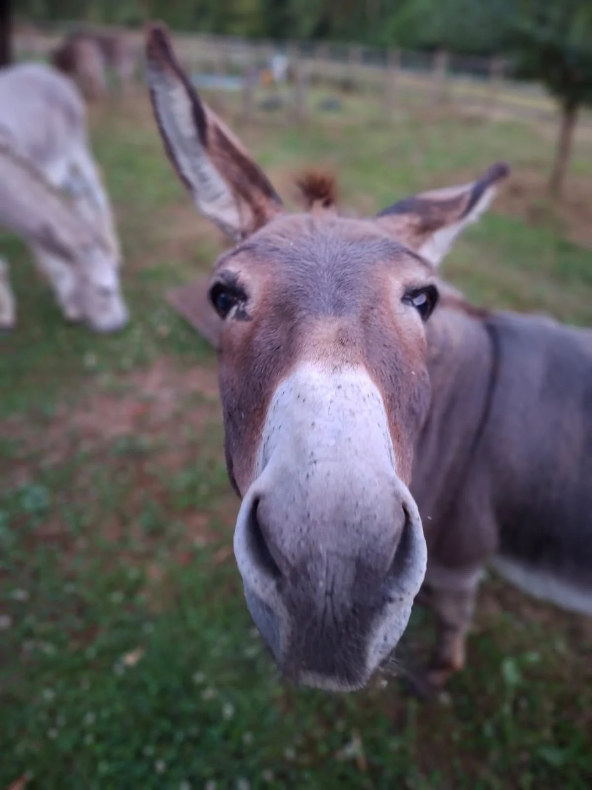 Close-up of a donkey's face with large nose and ears, looking directly at the camera, in a grassy outdoor area.