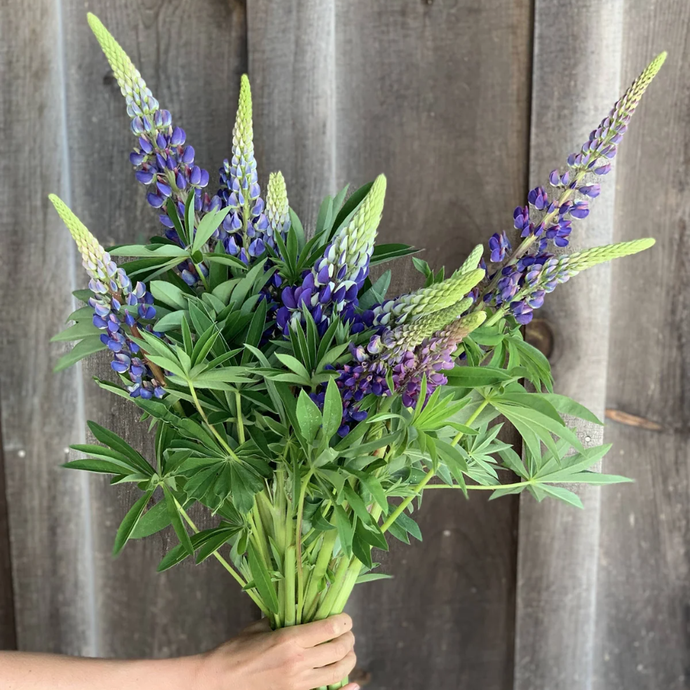 Hand holding a bouquet of purple and green lupine flowers in front of a wooden fence.
