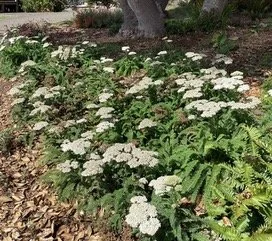 Fern Garden 1.jpeg