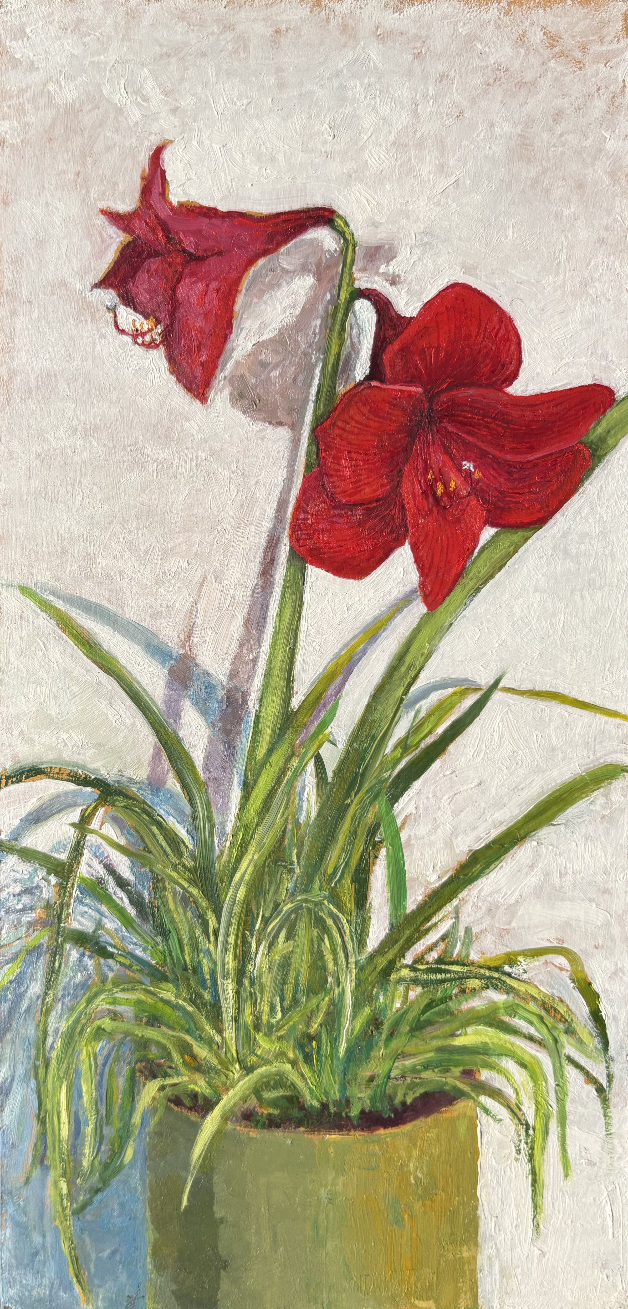 amaryllis.jpeg