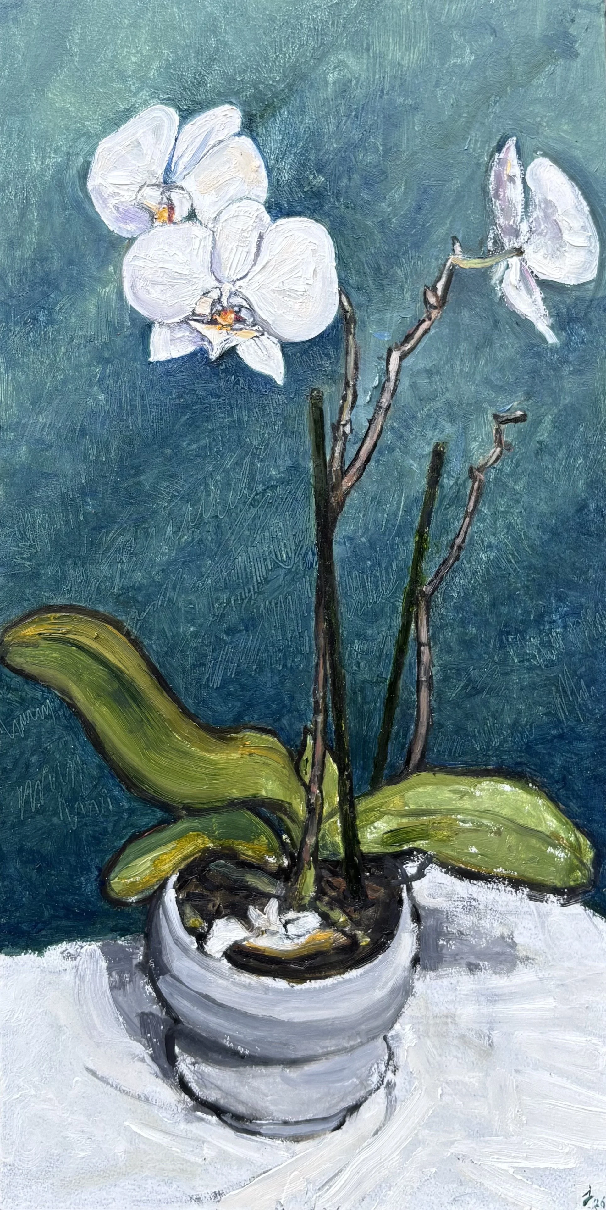 UNTITLED [Phalaenopsis study] oil on canvas, 2026