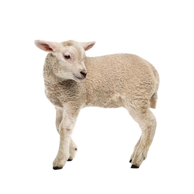 Lamb