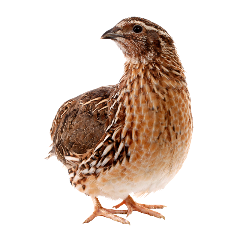 Quail
