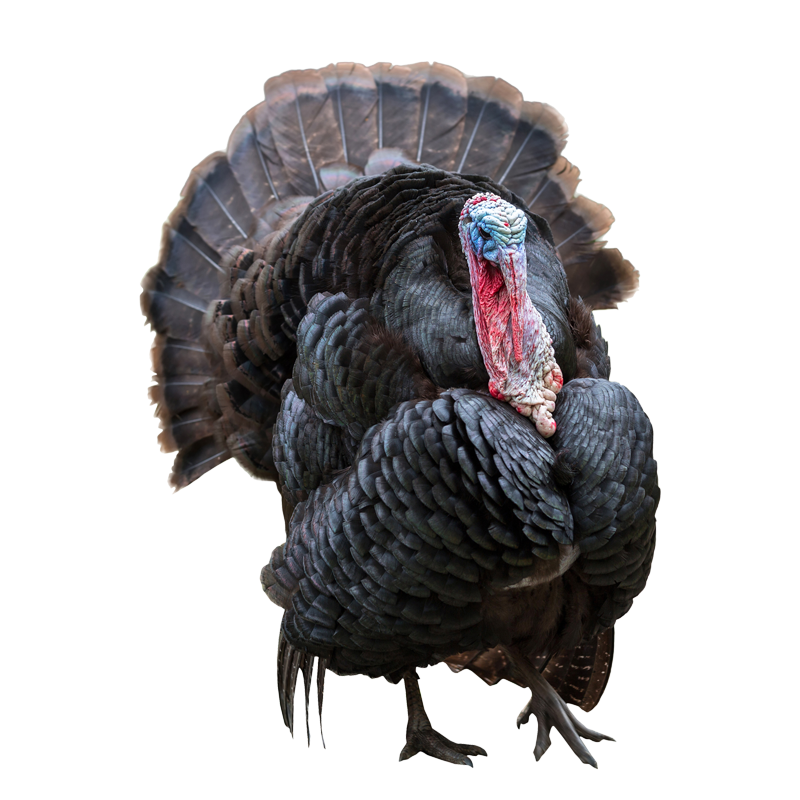 Turkey