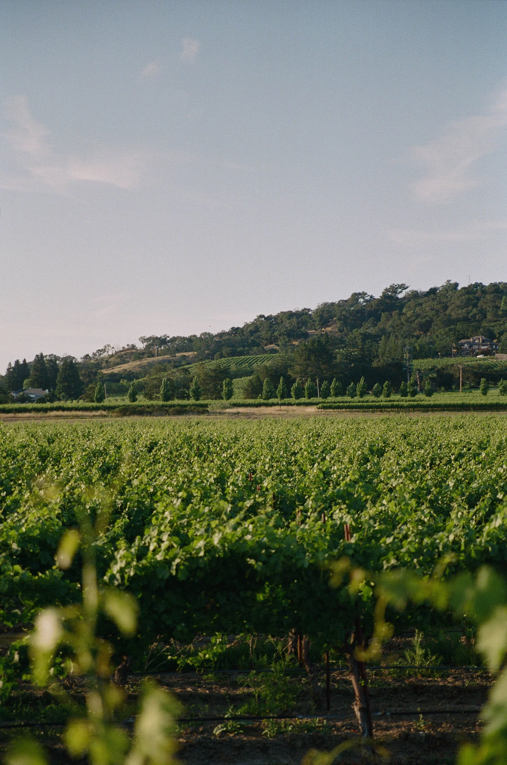 JULIEJORDAN_BROOKEANDJOSH_GRAMMVINEYARD_PREVIEW-96.jpg