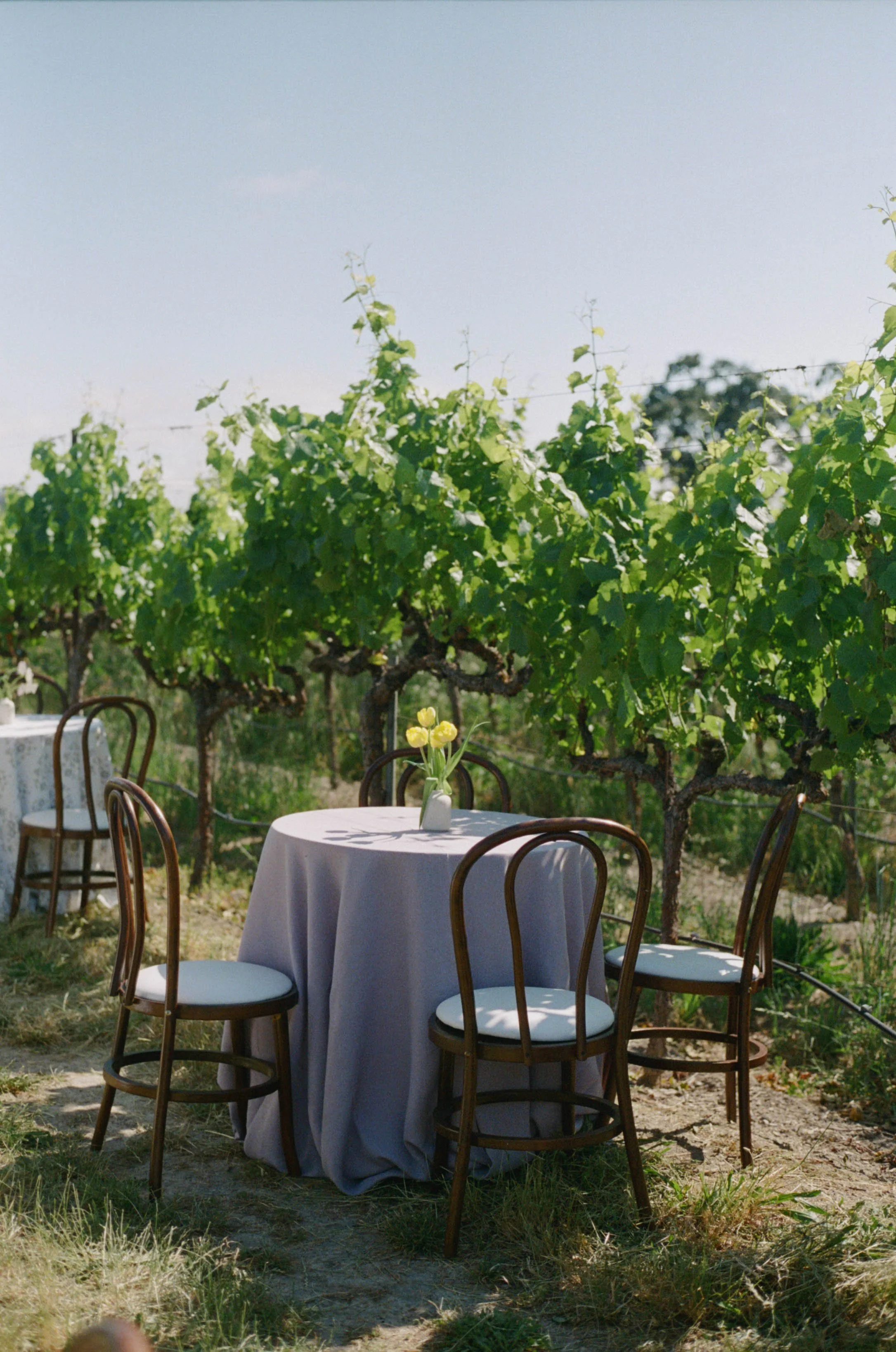 JULIEJORDAN_BROOKEANDJOSH_GRAMMVINEYARD_PREVIEW-25.jpg