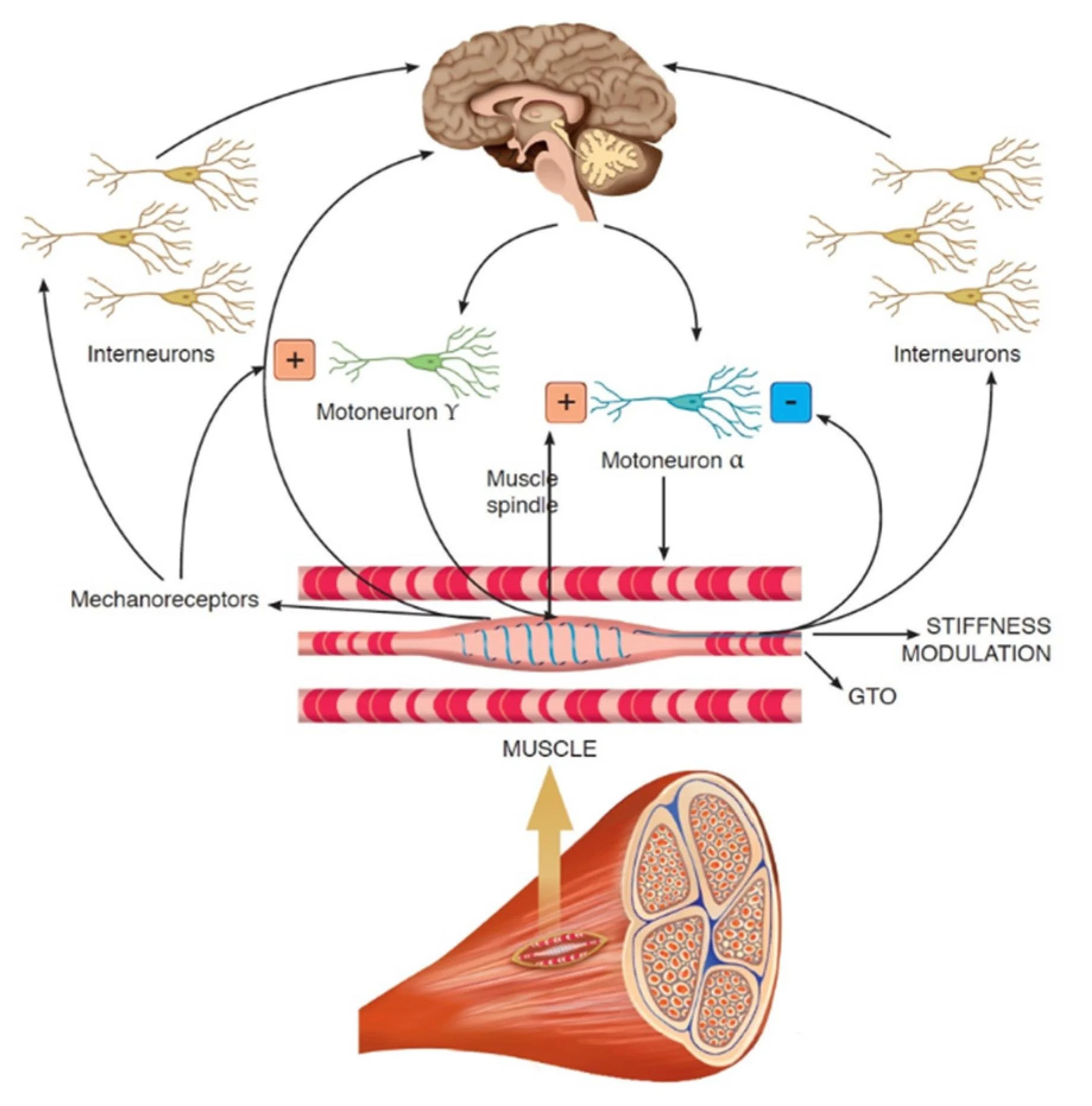 Diagram illustrating neural pathways involved in muscle contraction, showing interneurons, motoneurons Y and alpha, muscle spindles, GTO, and related structures in the nervous system.