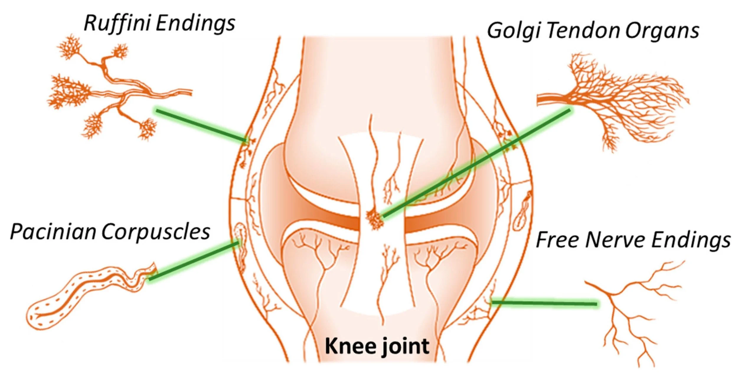 An anatomical diagram of the human knee showing nerves and organs, including the Ruffini endings, Golgi tendon organs, Pacinian corpuscles, and free nerve endings.