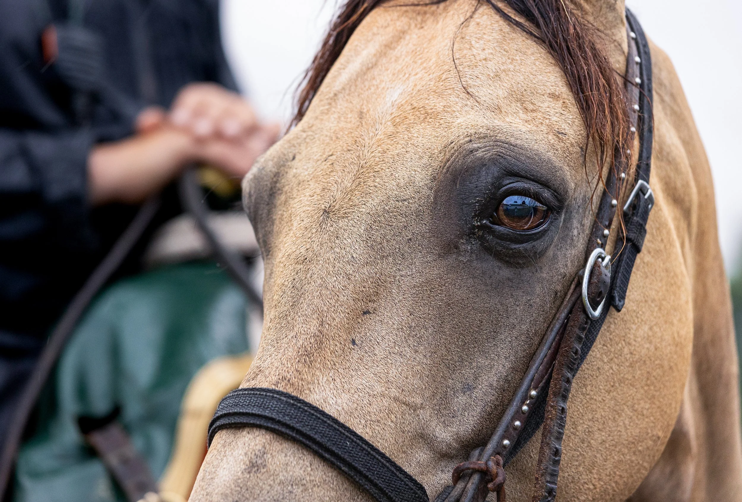 Close-up of a tan horse's face with a black bridle, with a person in the background holding the reins.