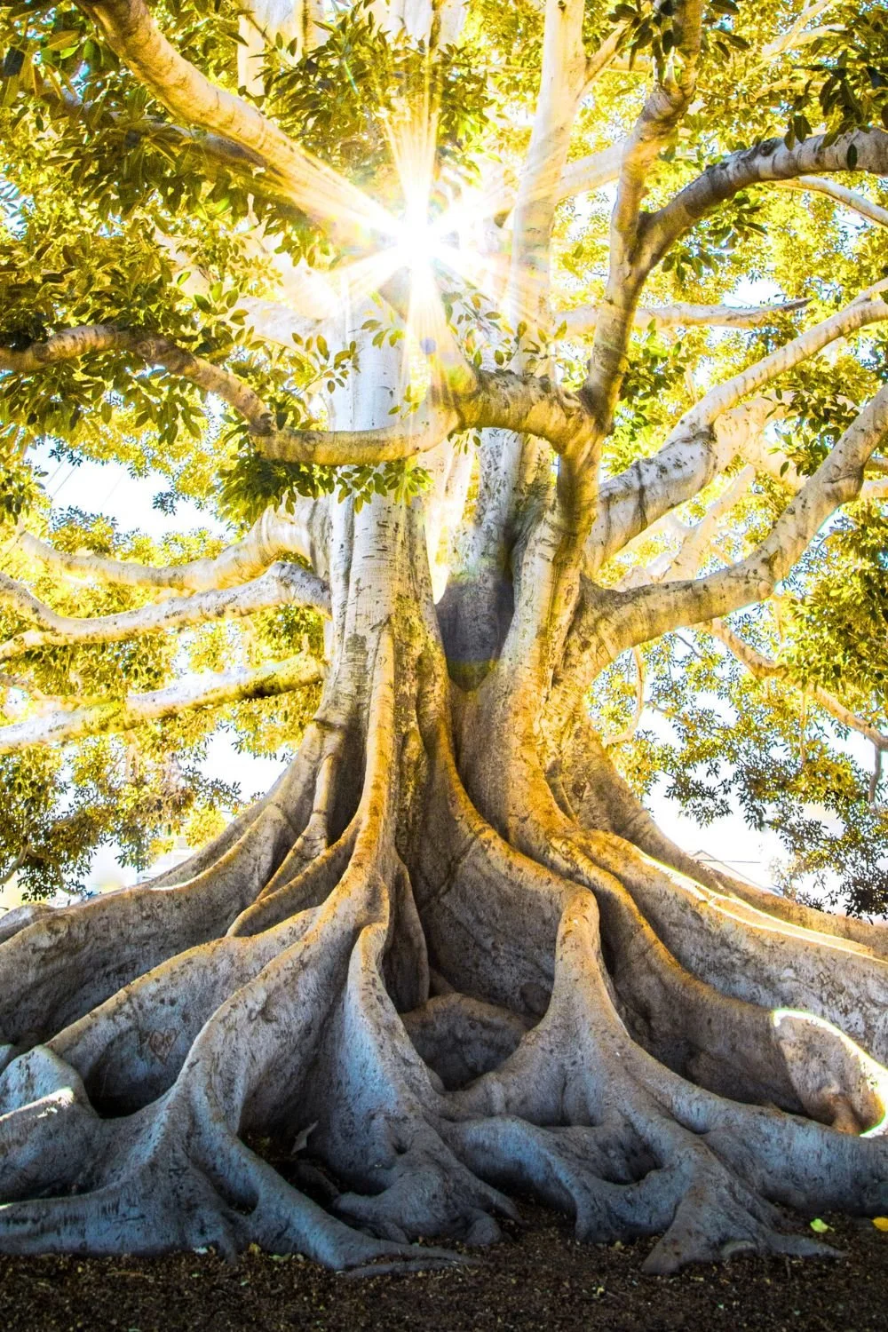 Tree representing wisdom and the work of Systems Consultant Shirley Wiggins UK