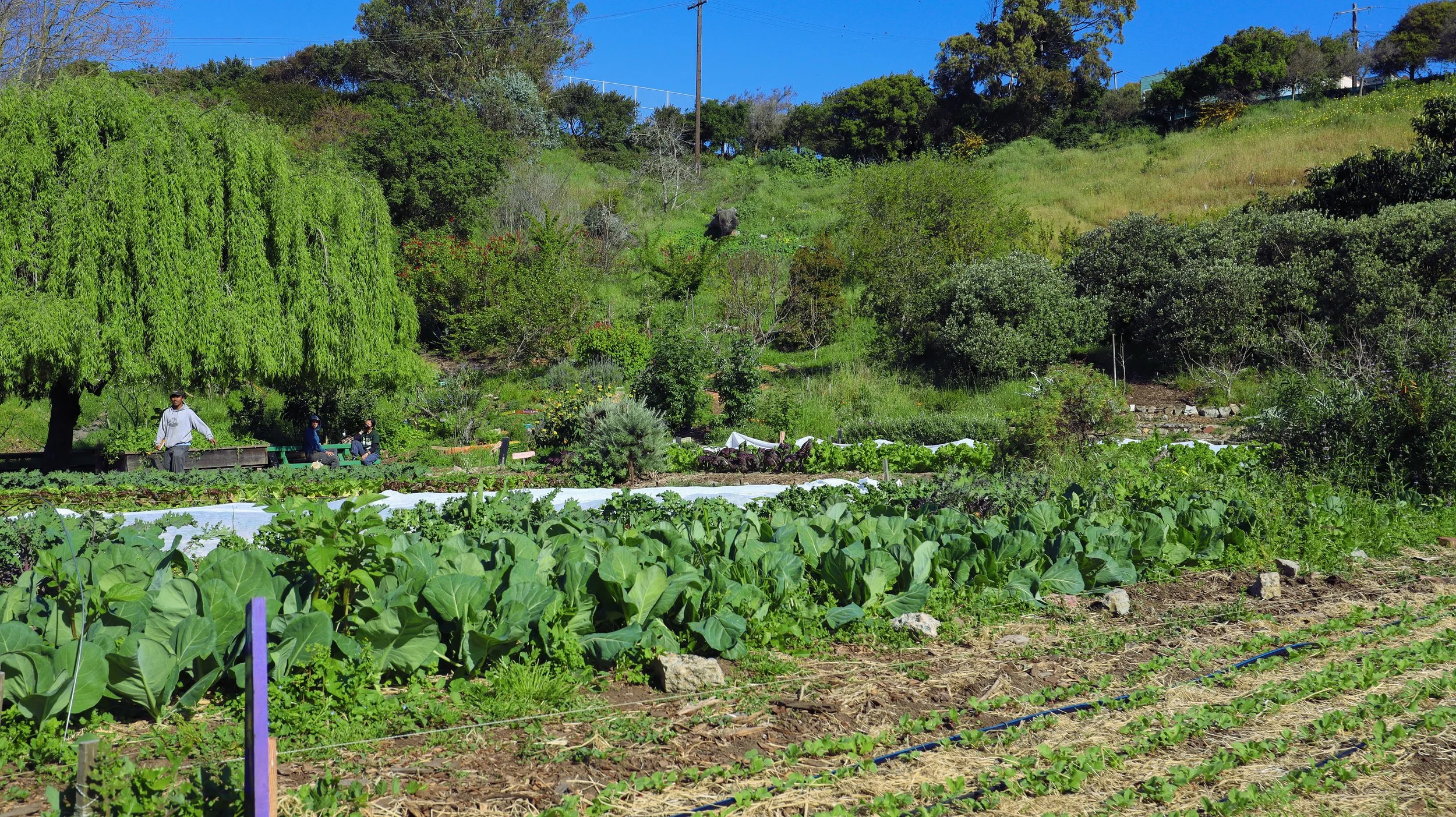 GARDENFOOD.jpg