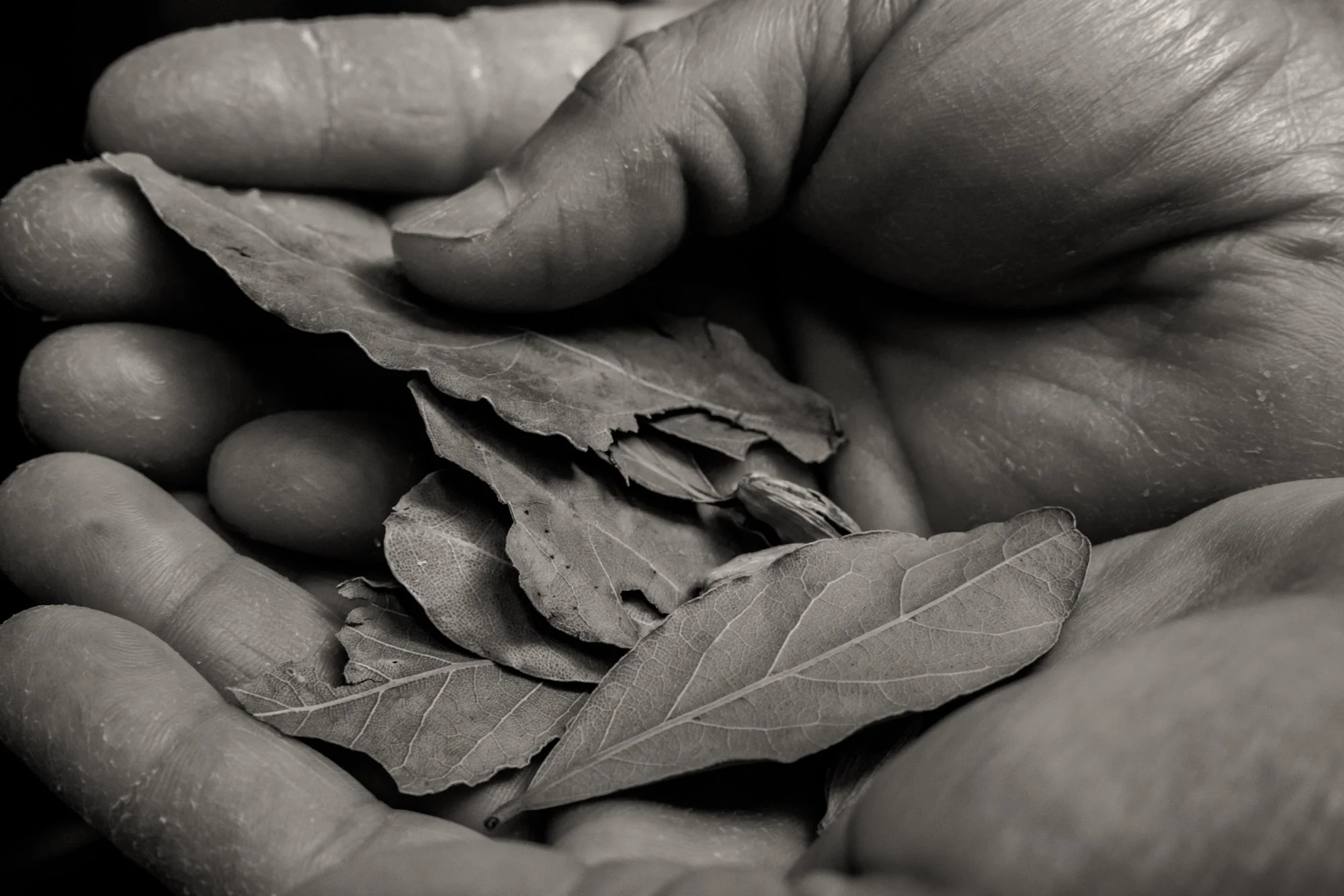 Anna’s Hands